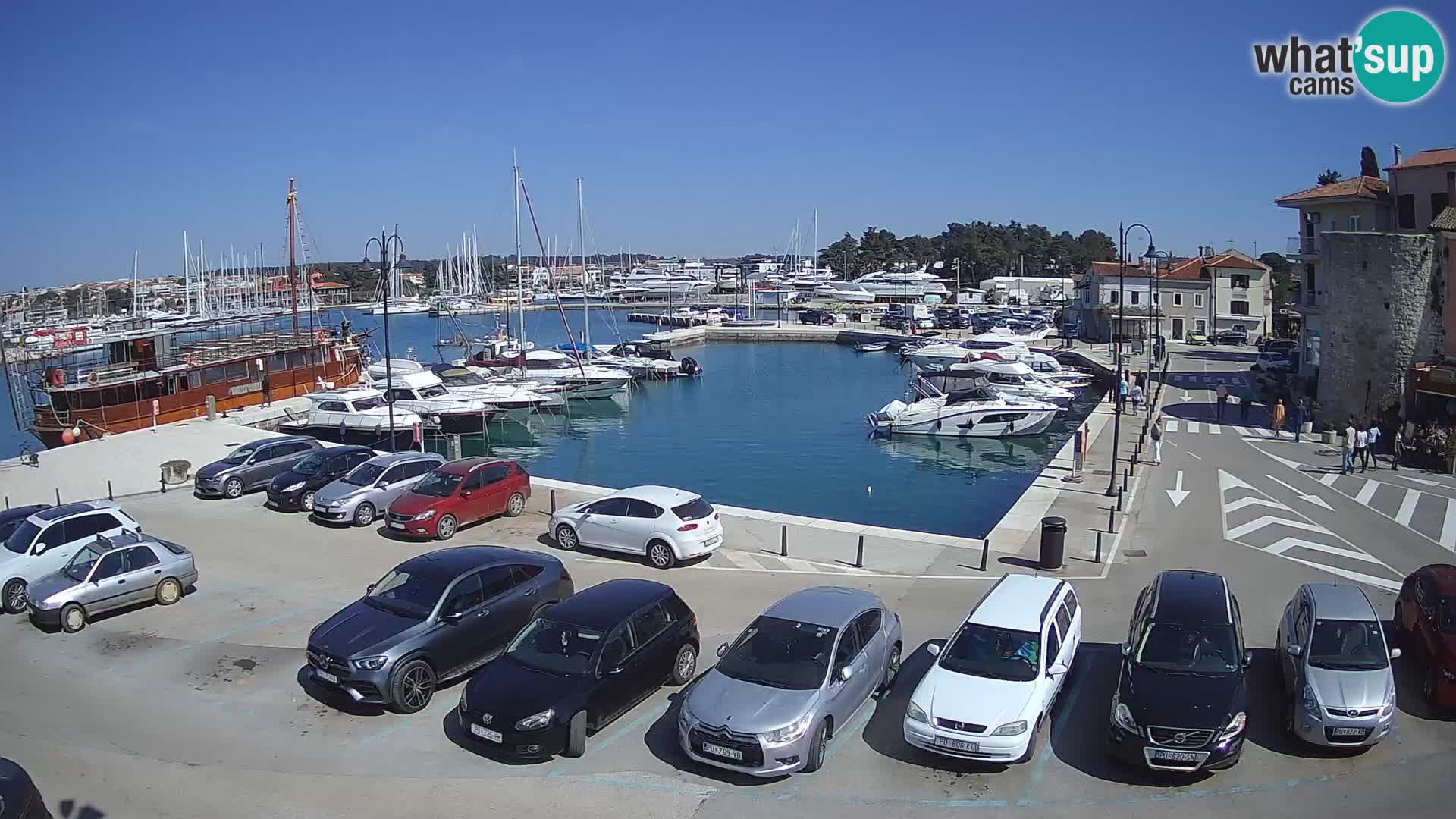 Novigrad | Porporela marina