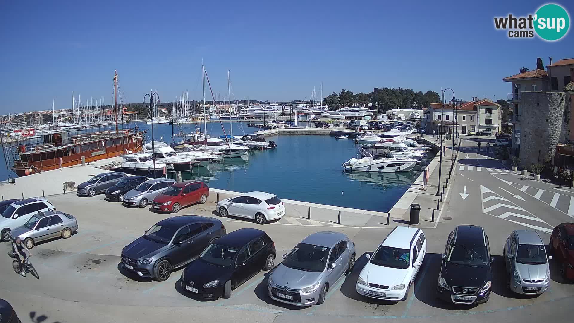 Novigrad | Porporela marina