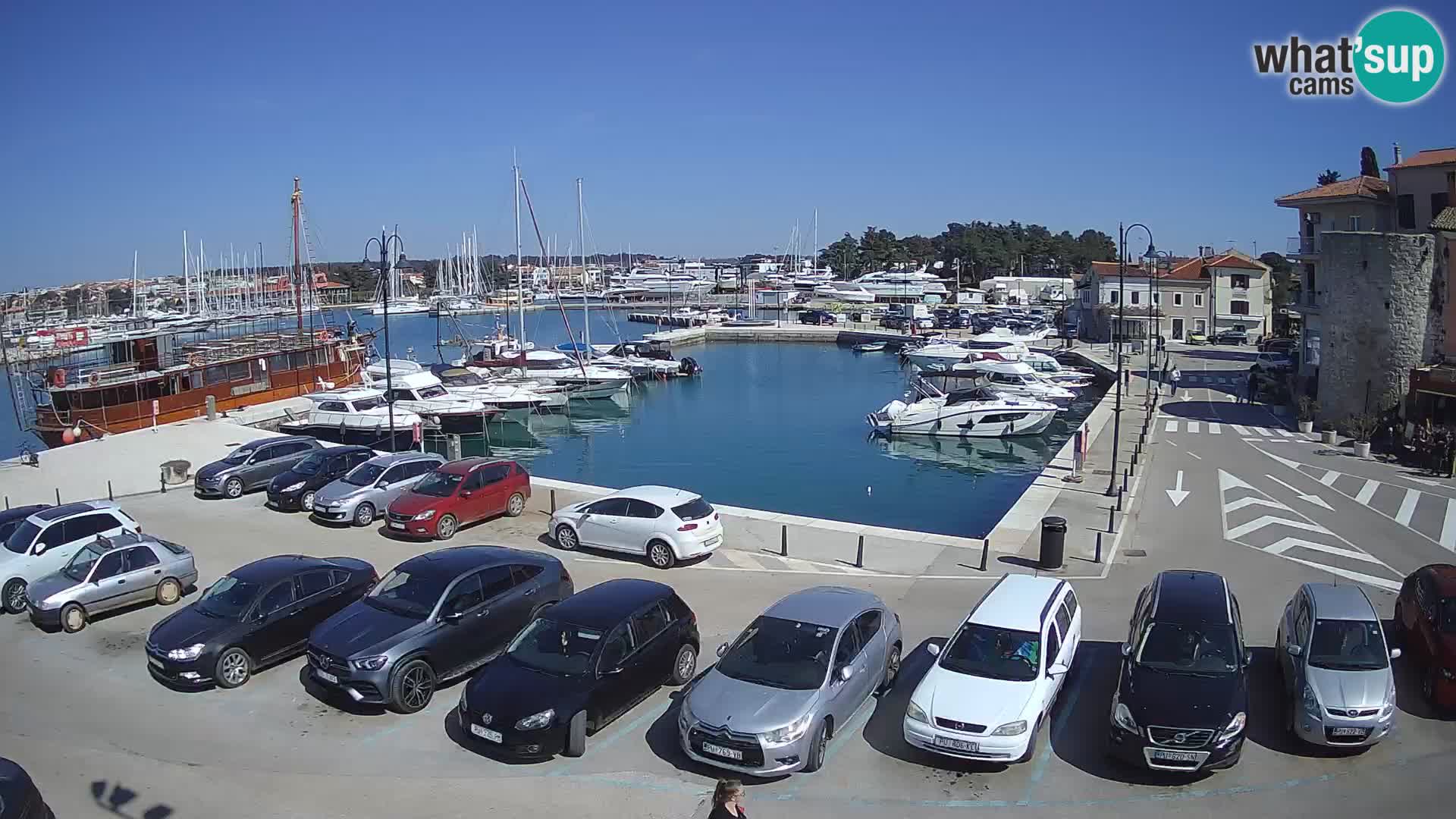 Novigrad | Porporela marina