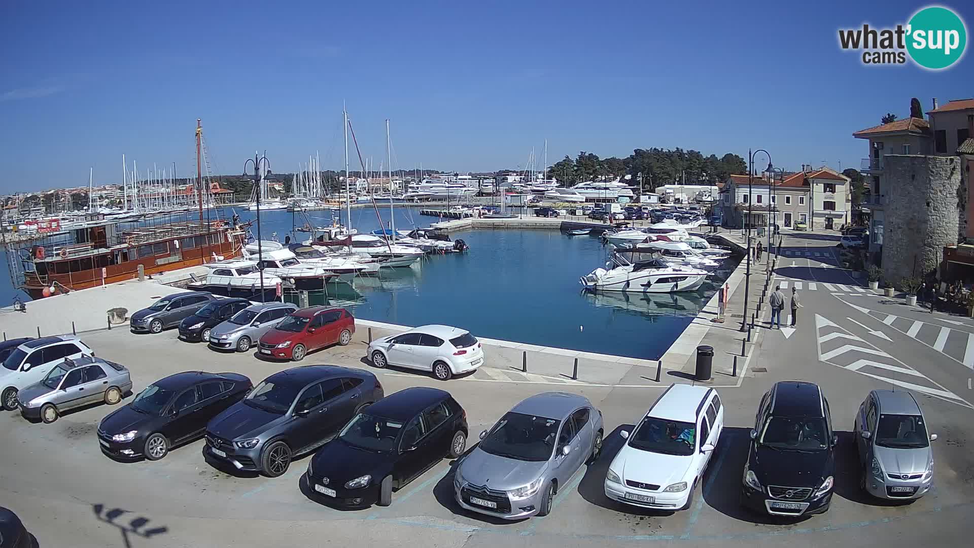 Novigrad | Porporela marina