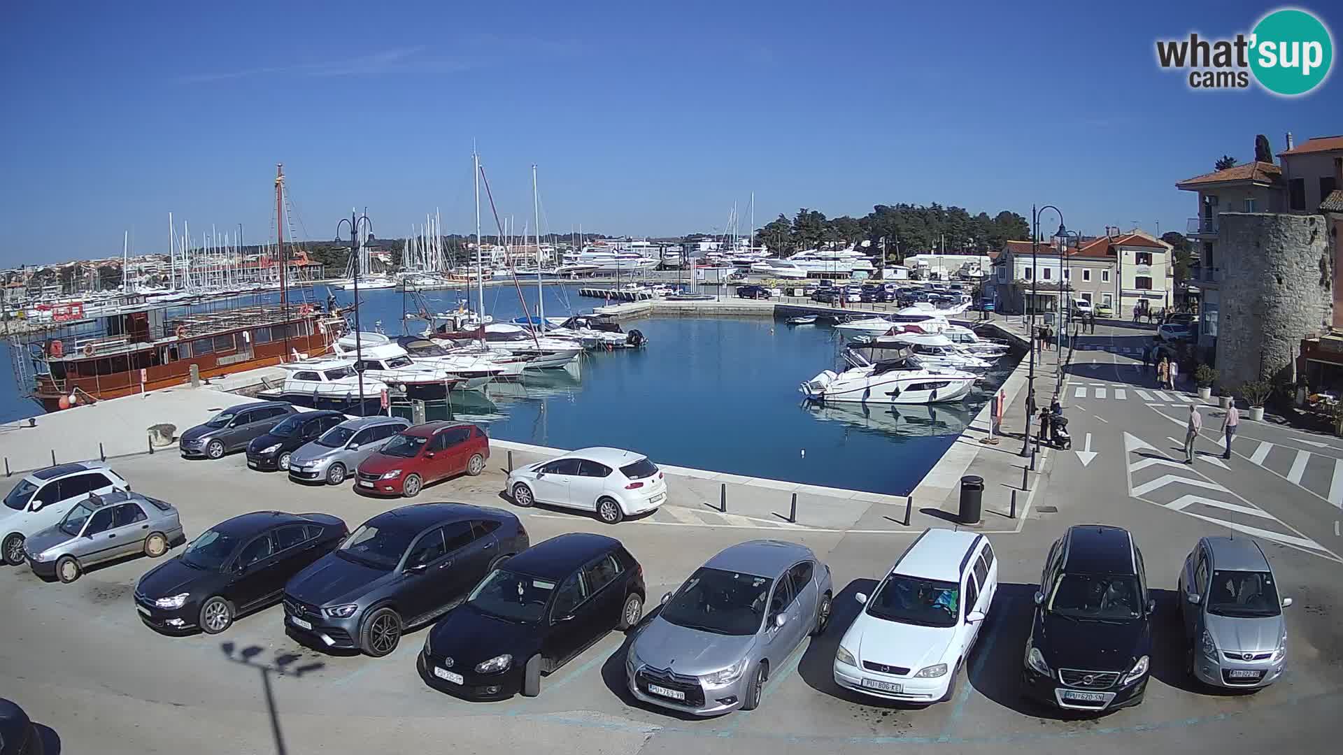 Novigrad | Porporela marina