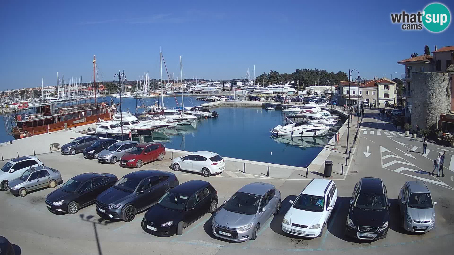 Novigrad | Porporela marina