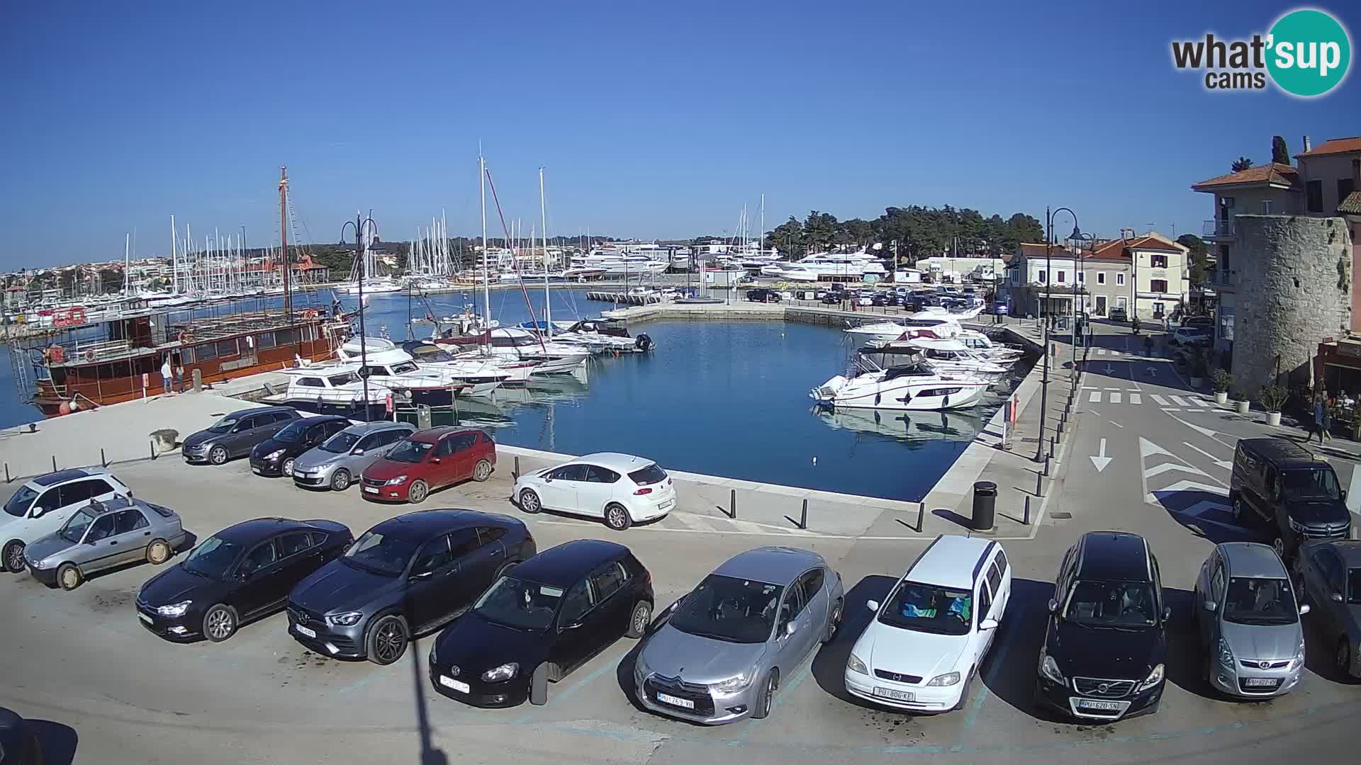 Novigrad | Porporela marina