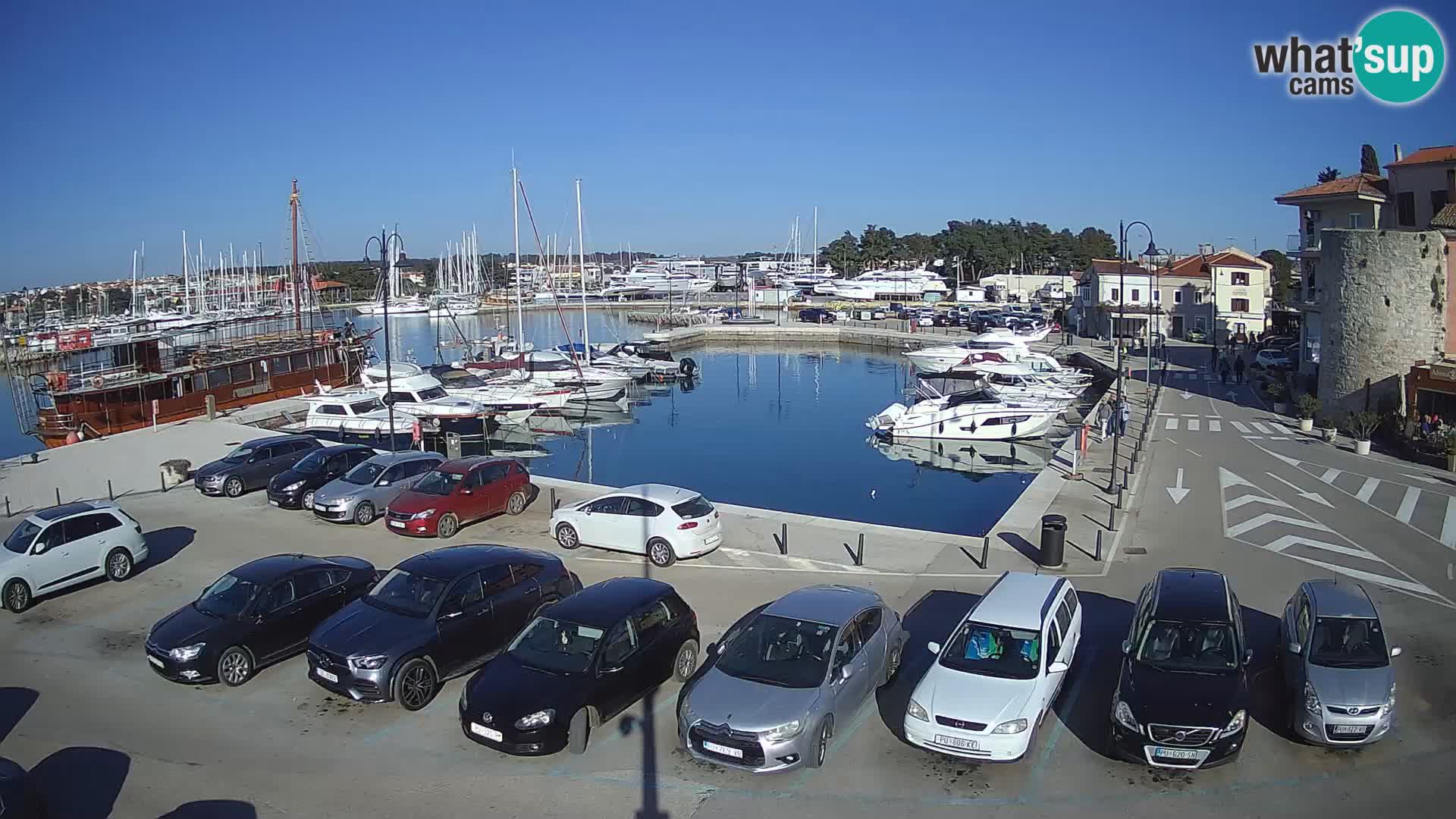 Novigrad | Porporela marina