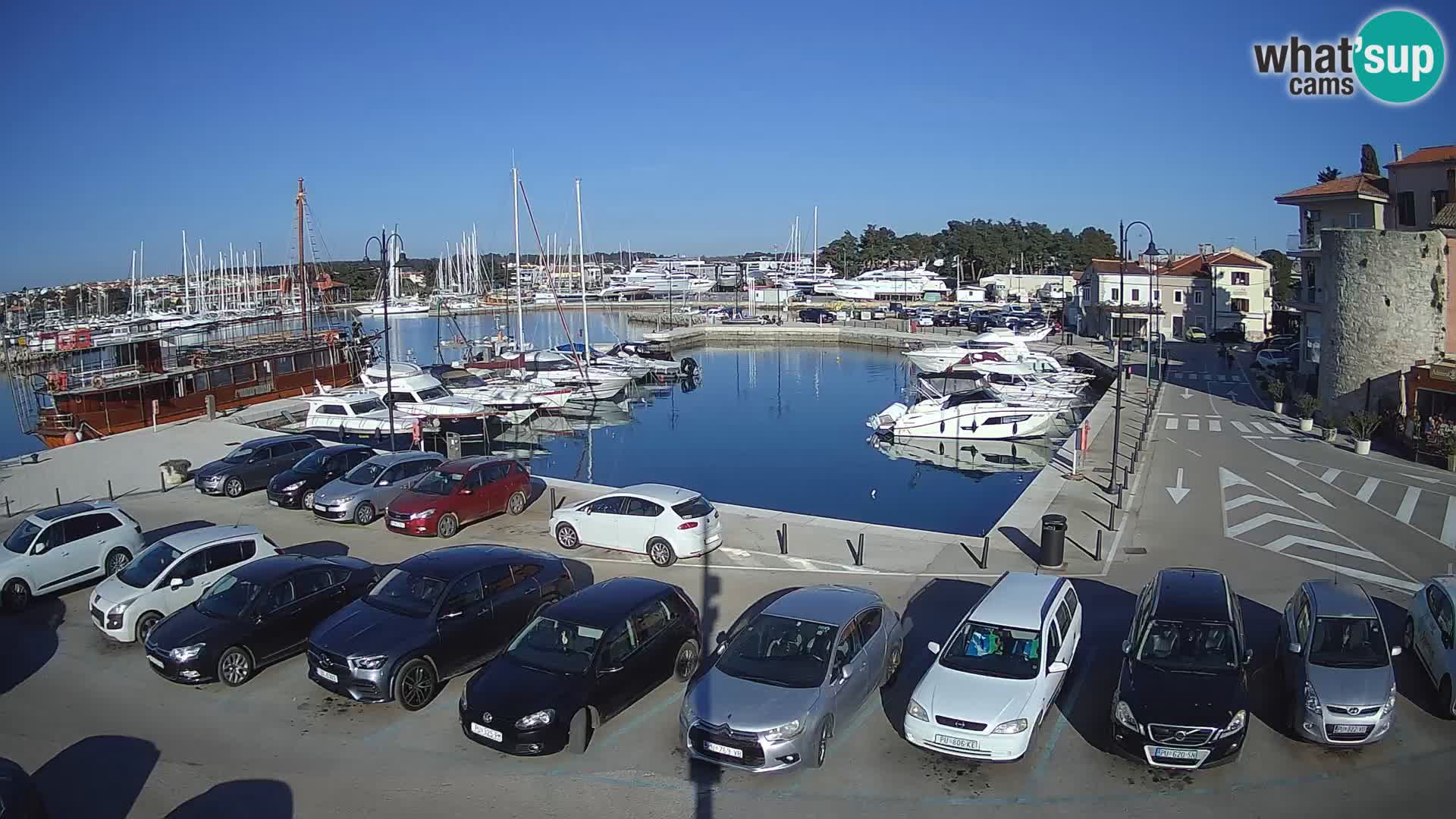 Novigrad | Porporela marina