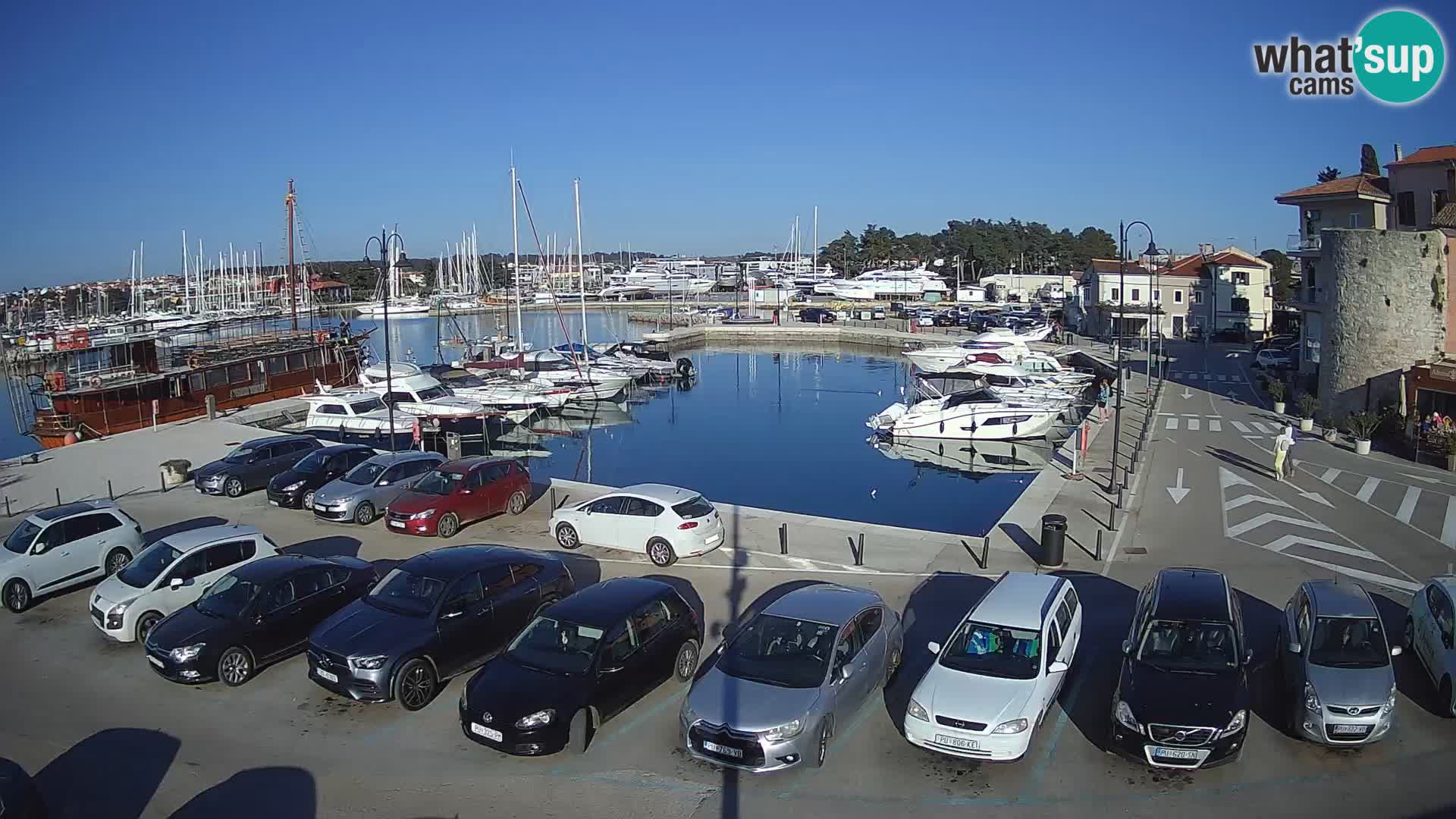 Novigrad | Porporela marina