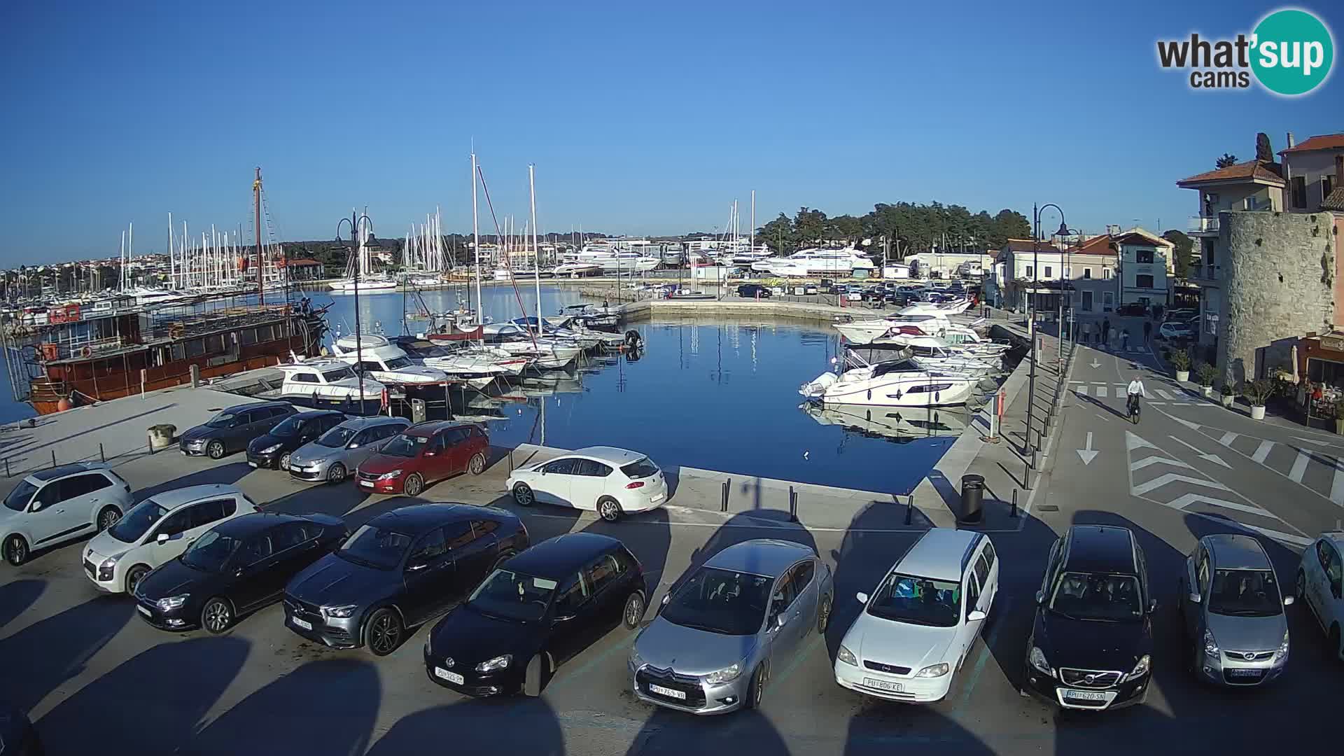 Novigrad | Porporela marina