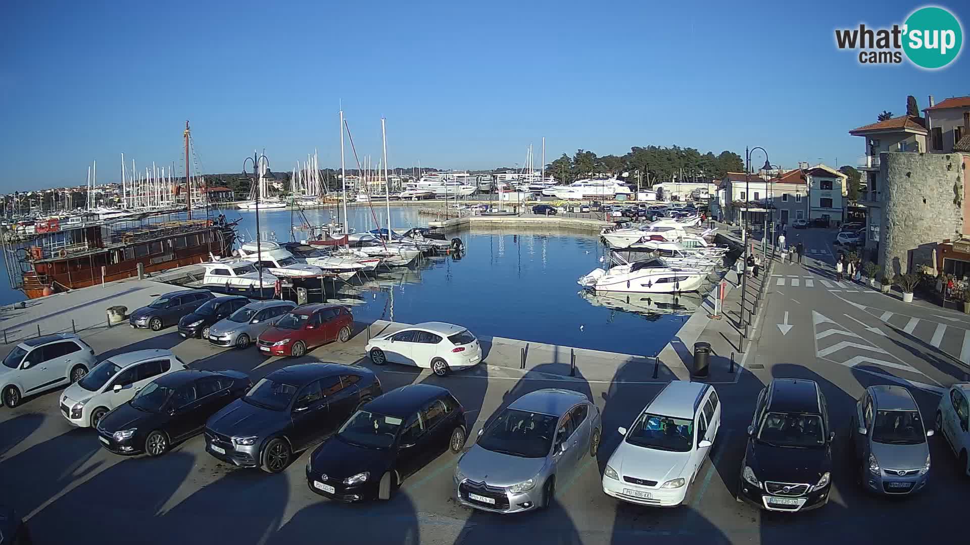 Novigrad | Porporela marina