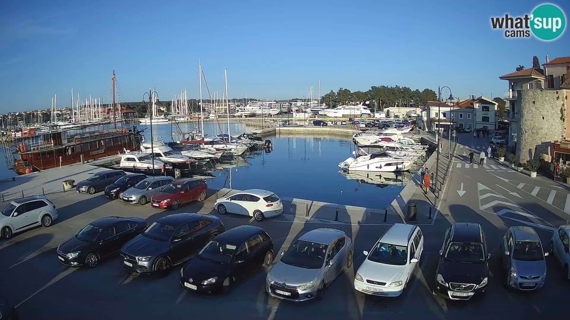 Novigrad | Porporela marina