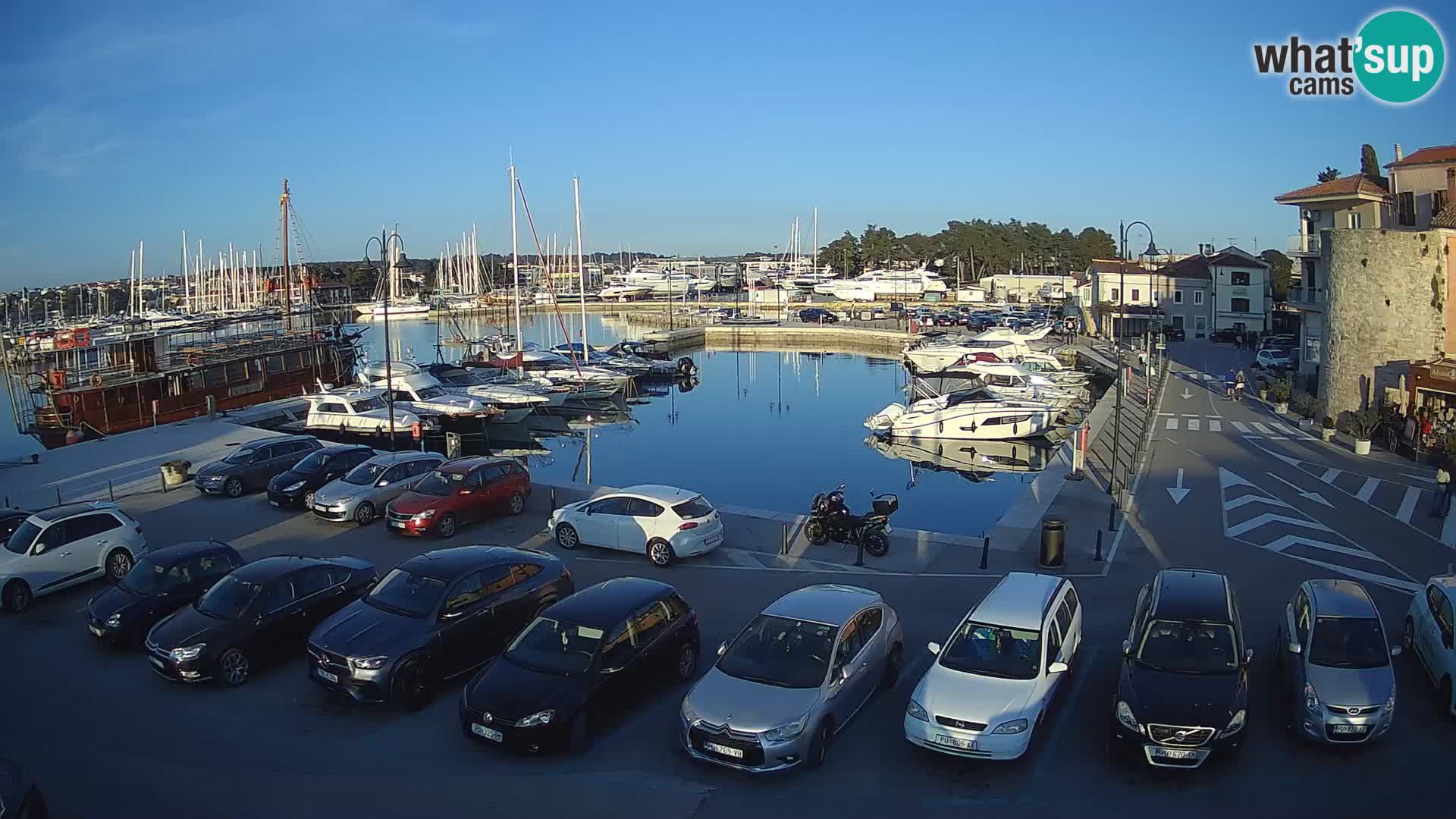 Novigrad | Porporela marina