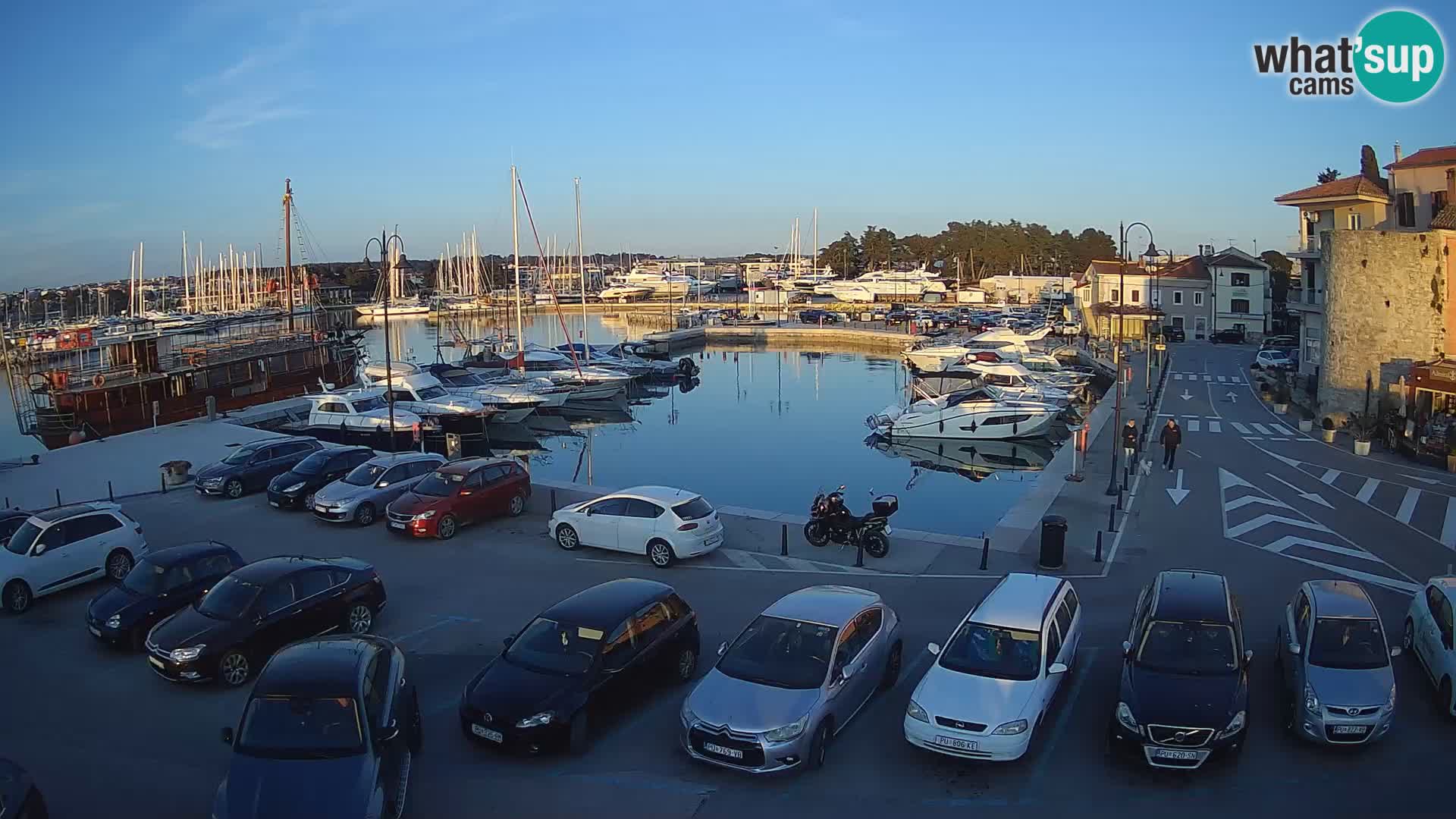 Novigrad | Porporela marina