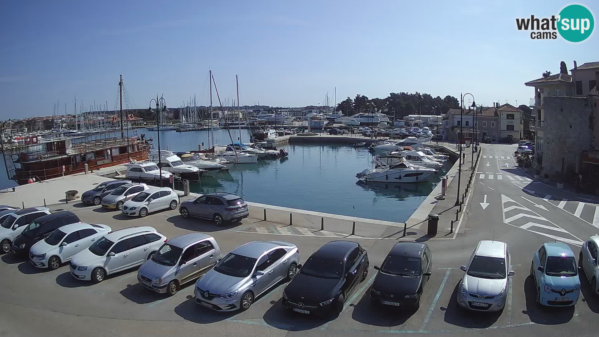 Novigrad | Porporela marina