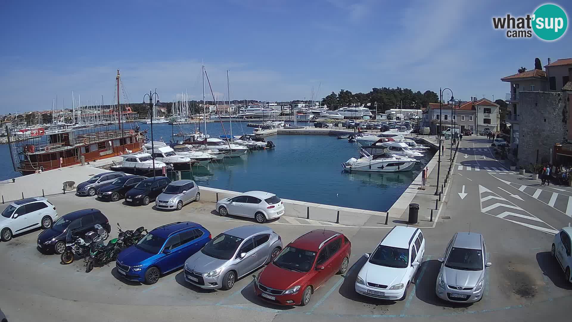 Novigrad | Porporela marina