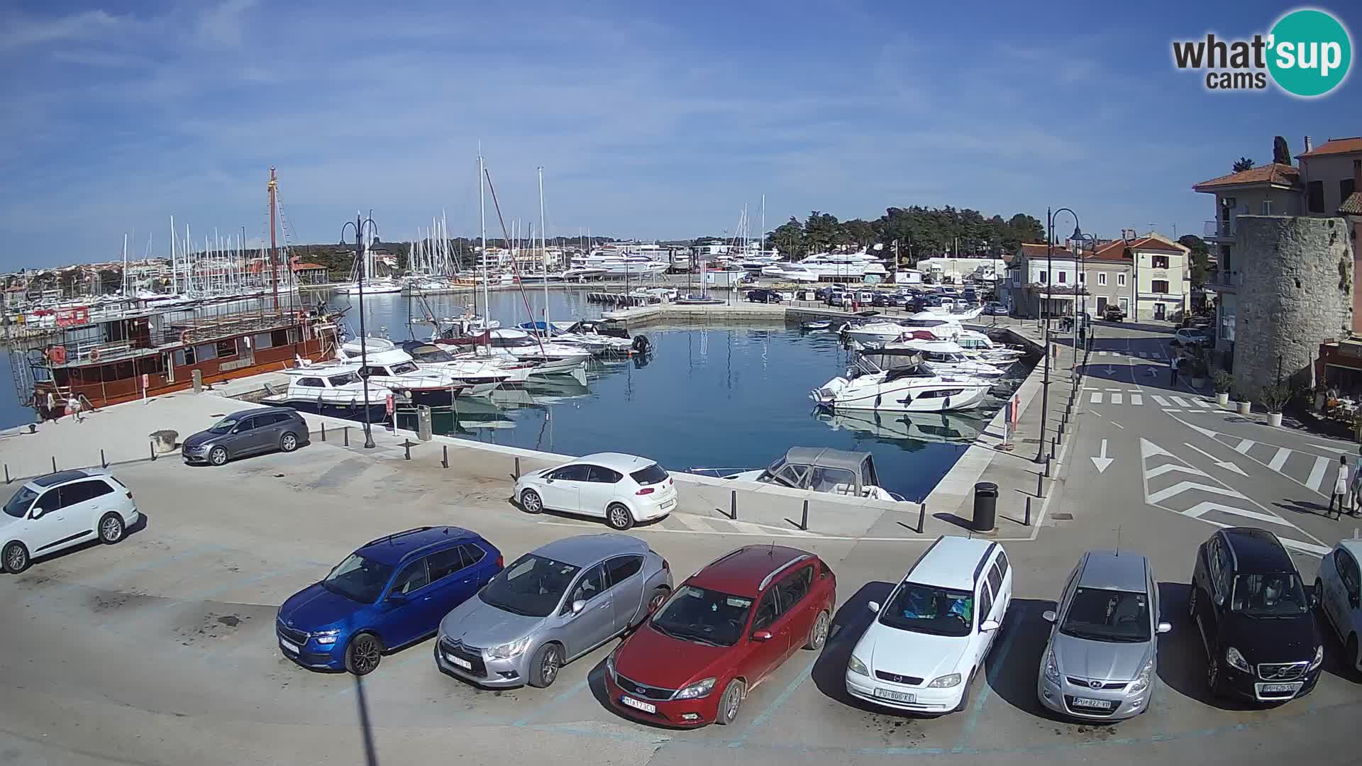 Novigrad | Porporela marina