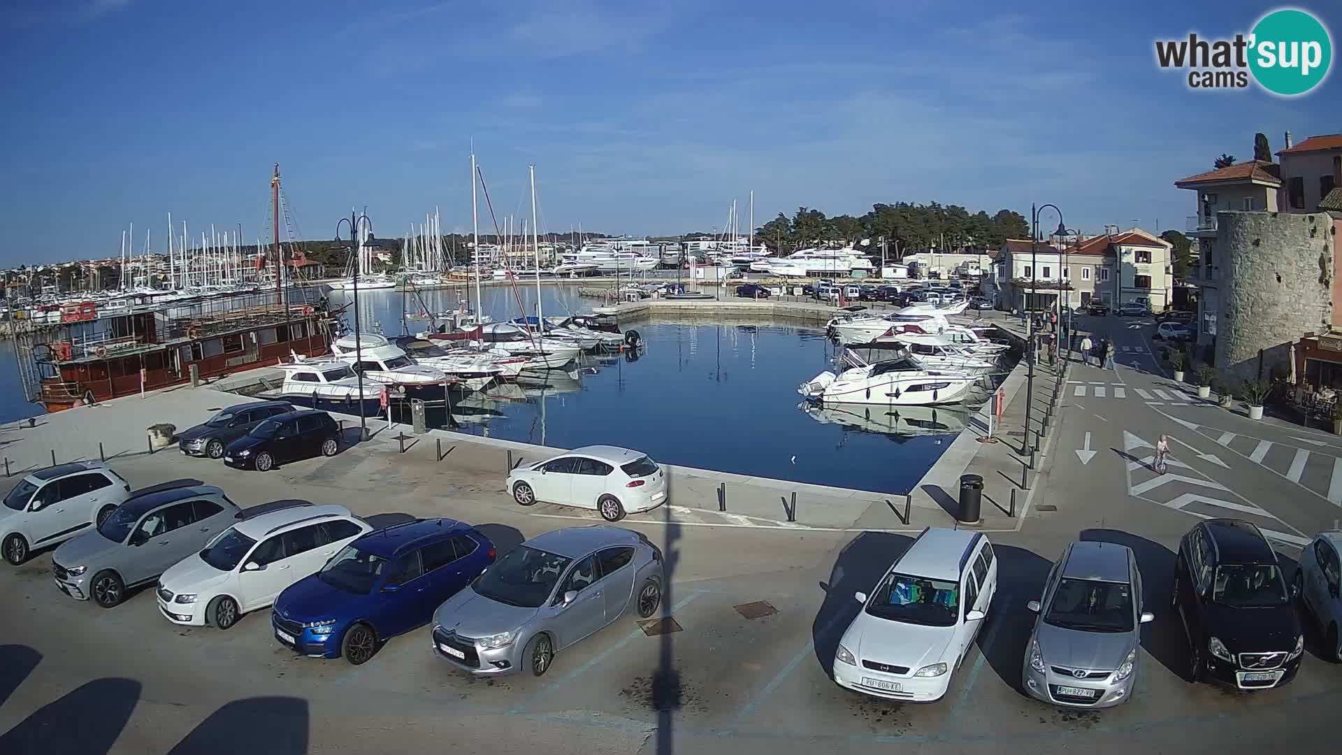 Novigrad | Porporela marina