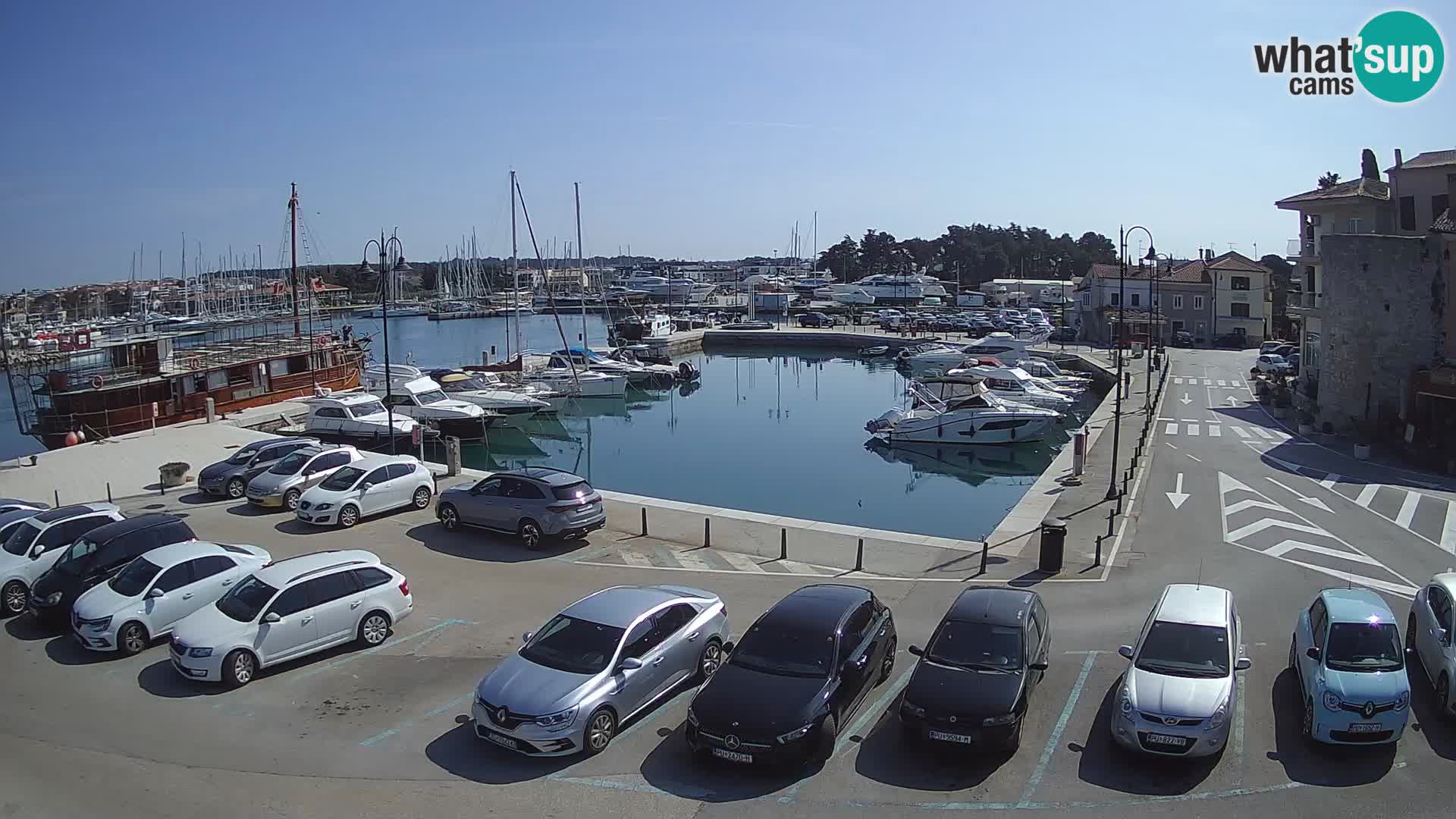Novigrad | Porporela marina