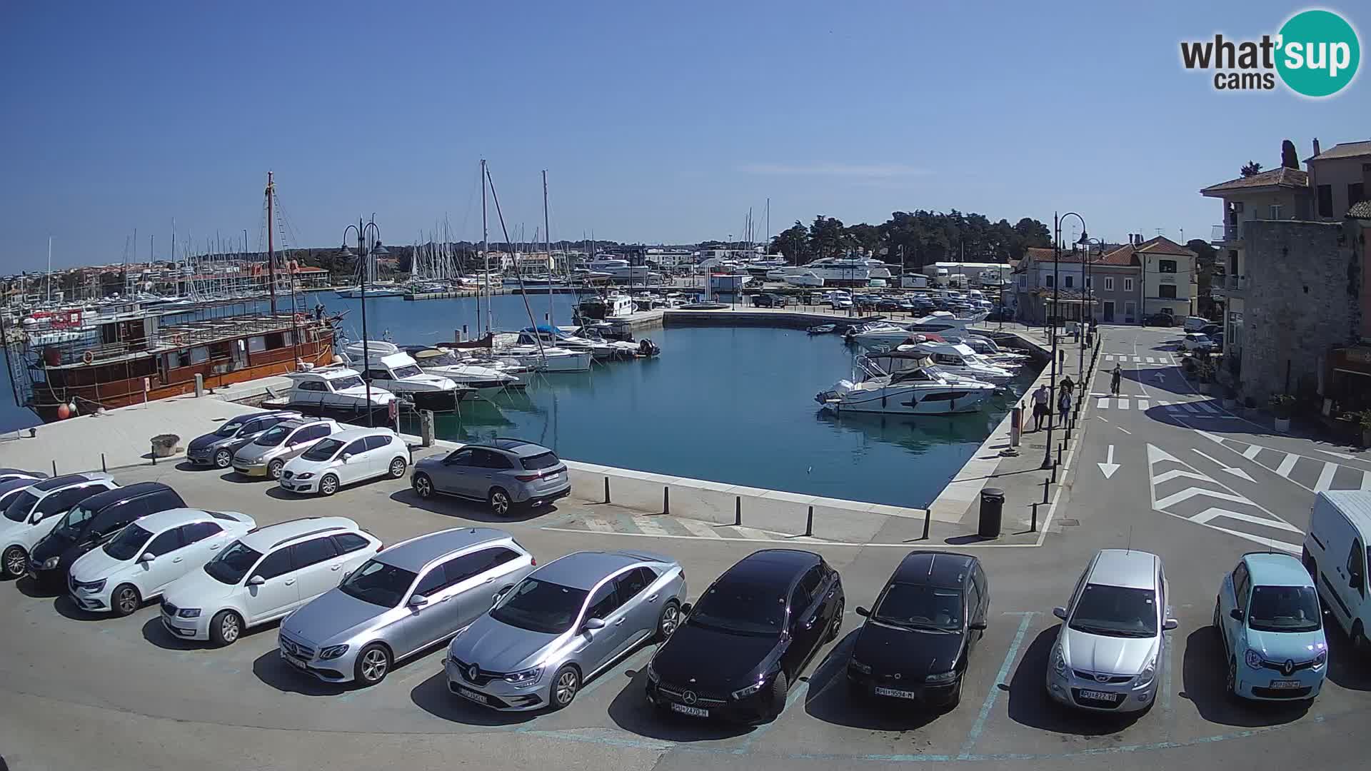 Novigrad | Porporela marina
