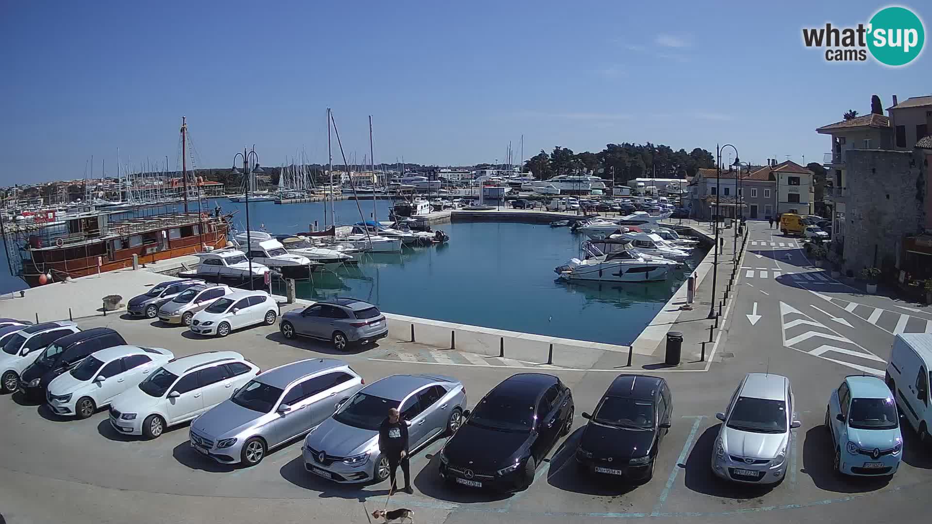 Novigrad | Porporela marina
