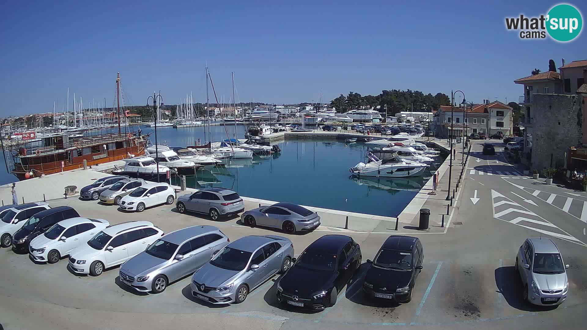 Novigrad | Porporela marina