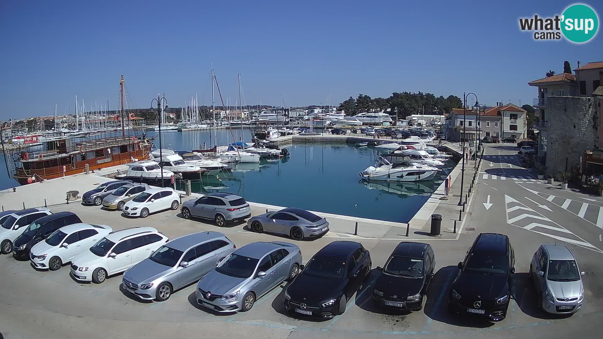 Novigrad | Porporela marina