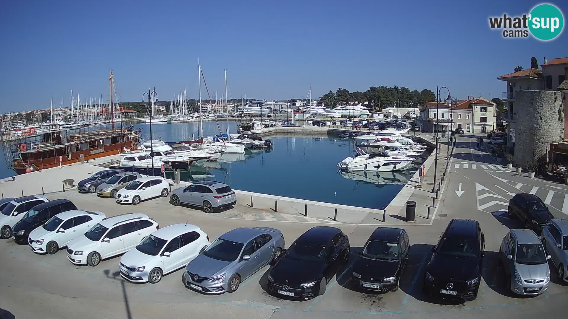 Novigrad | Porporela marina