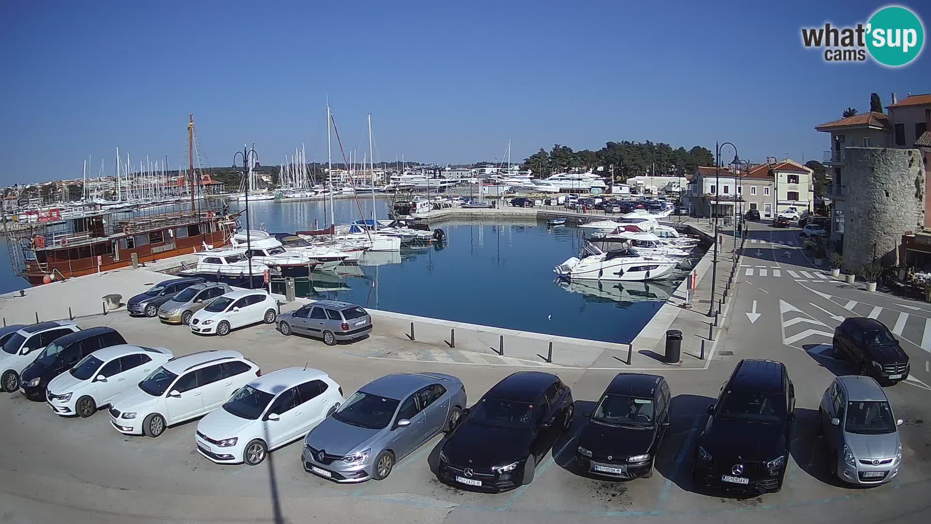 Novigrad | Porporela marina