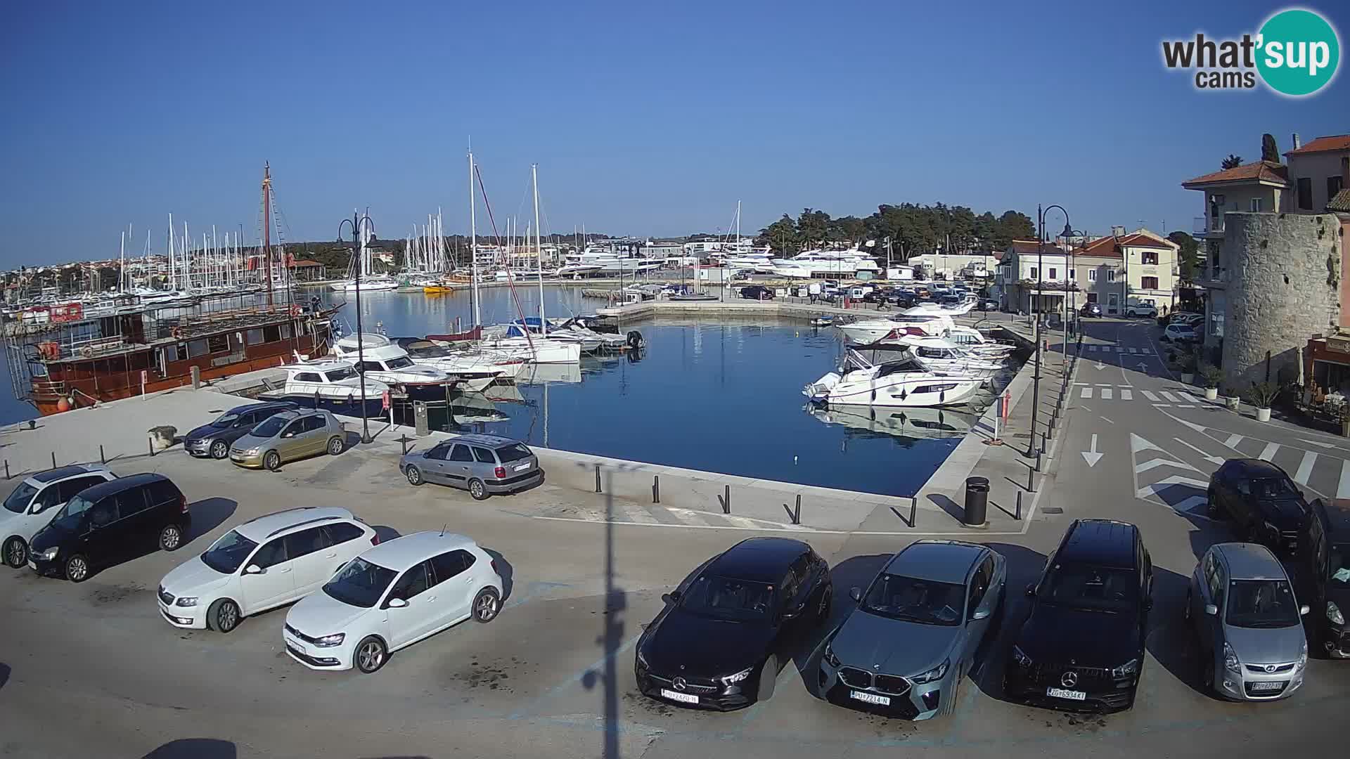 Novigrad | Porporela marina