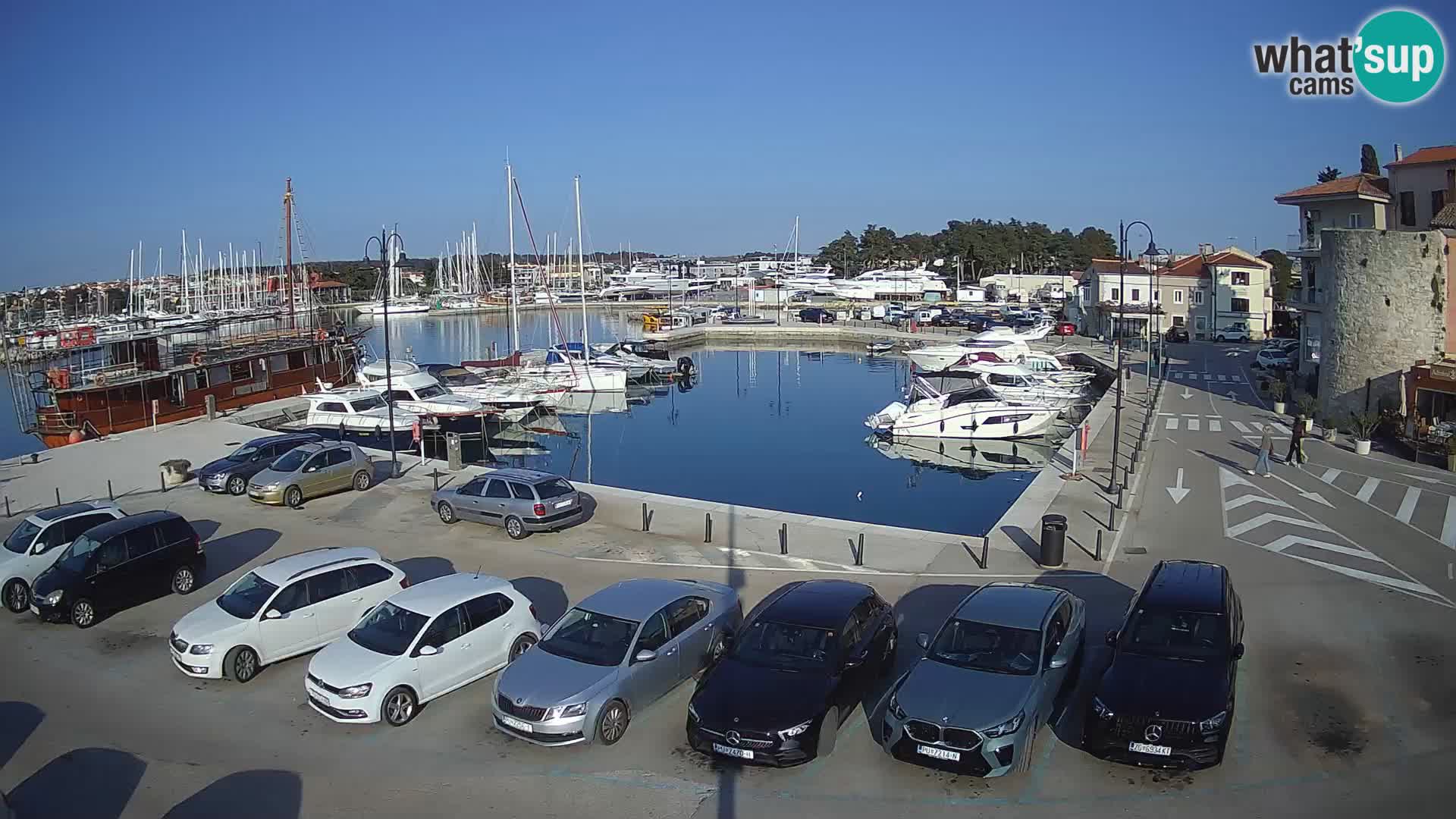 Novigrad | Porporela marina