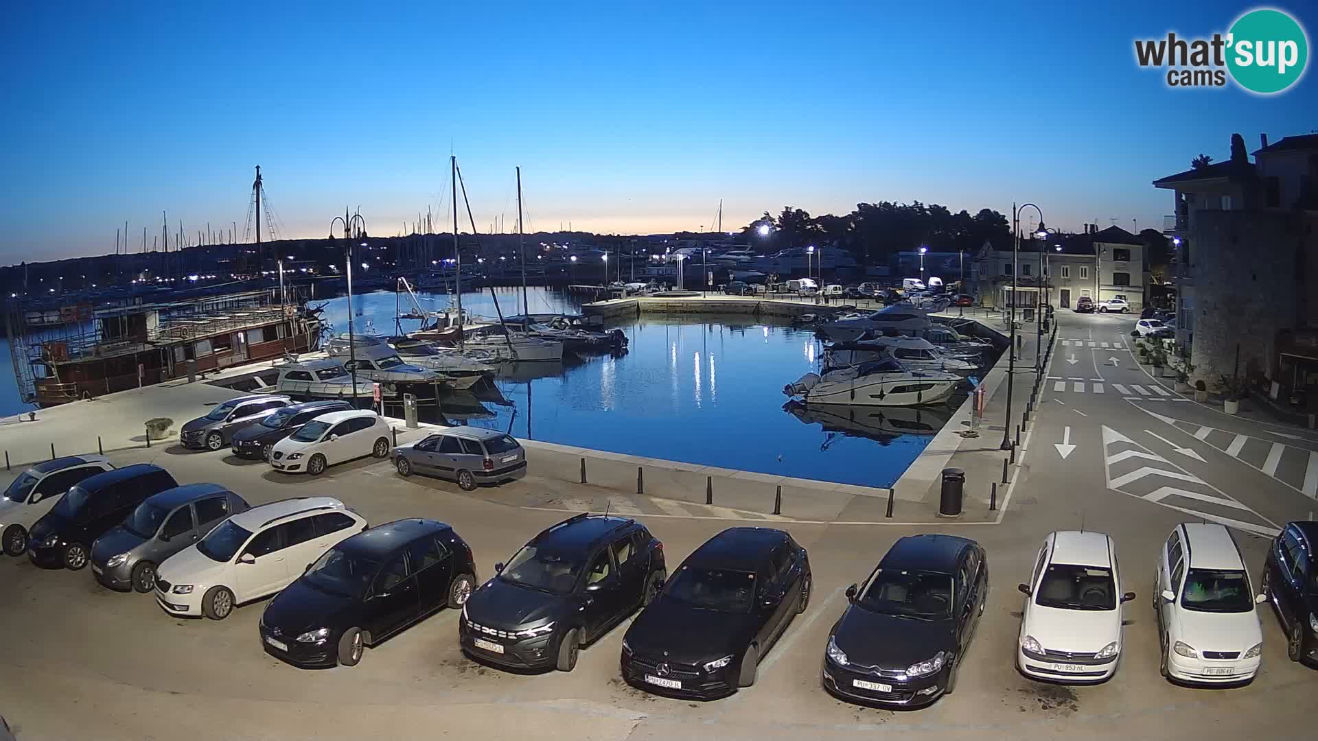 Novigrad | Porporela marina