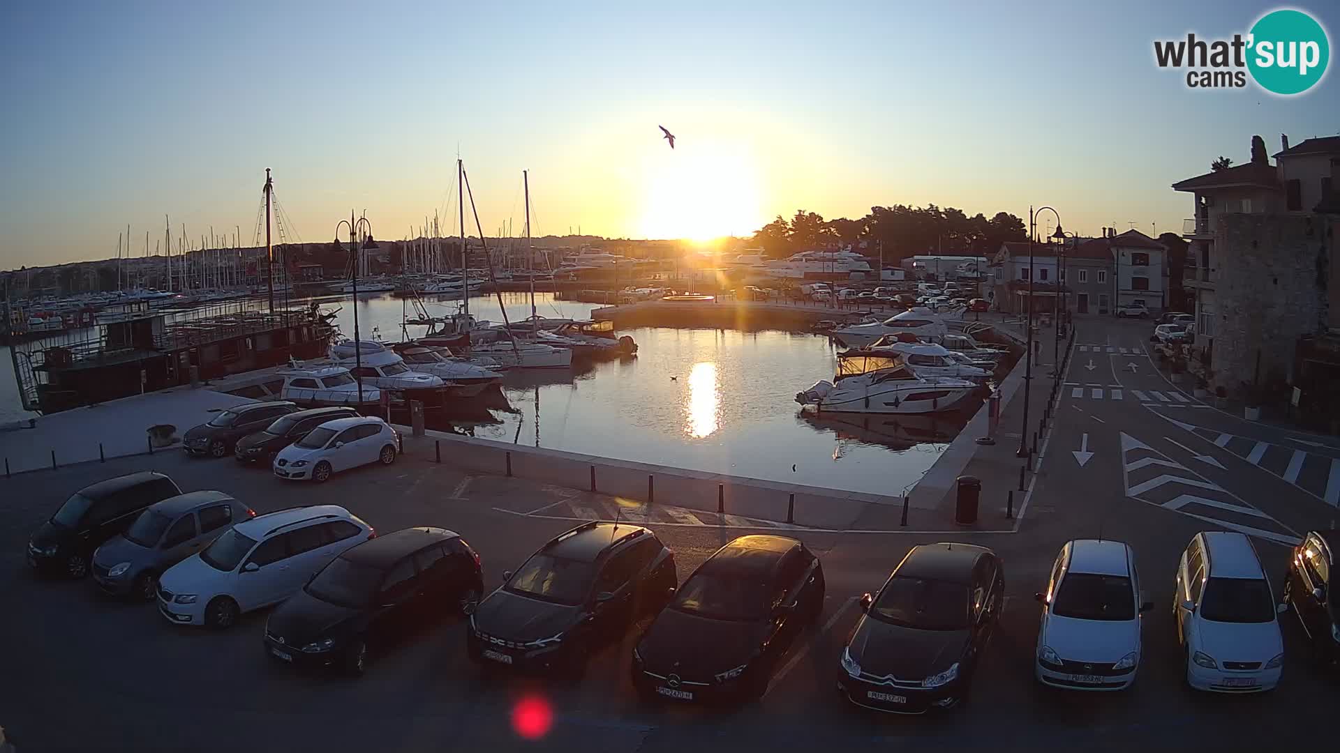 Novigrad | Porporela marina