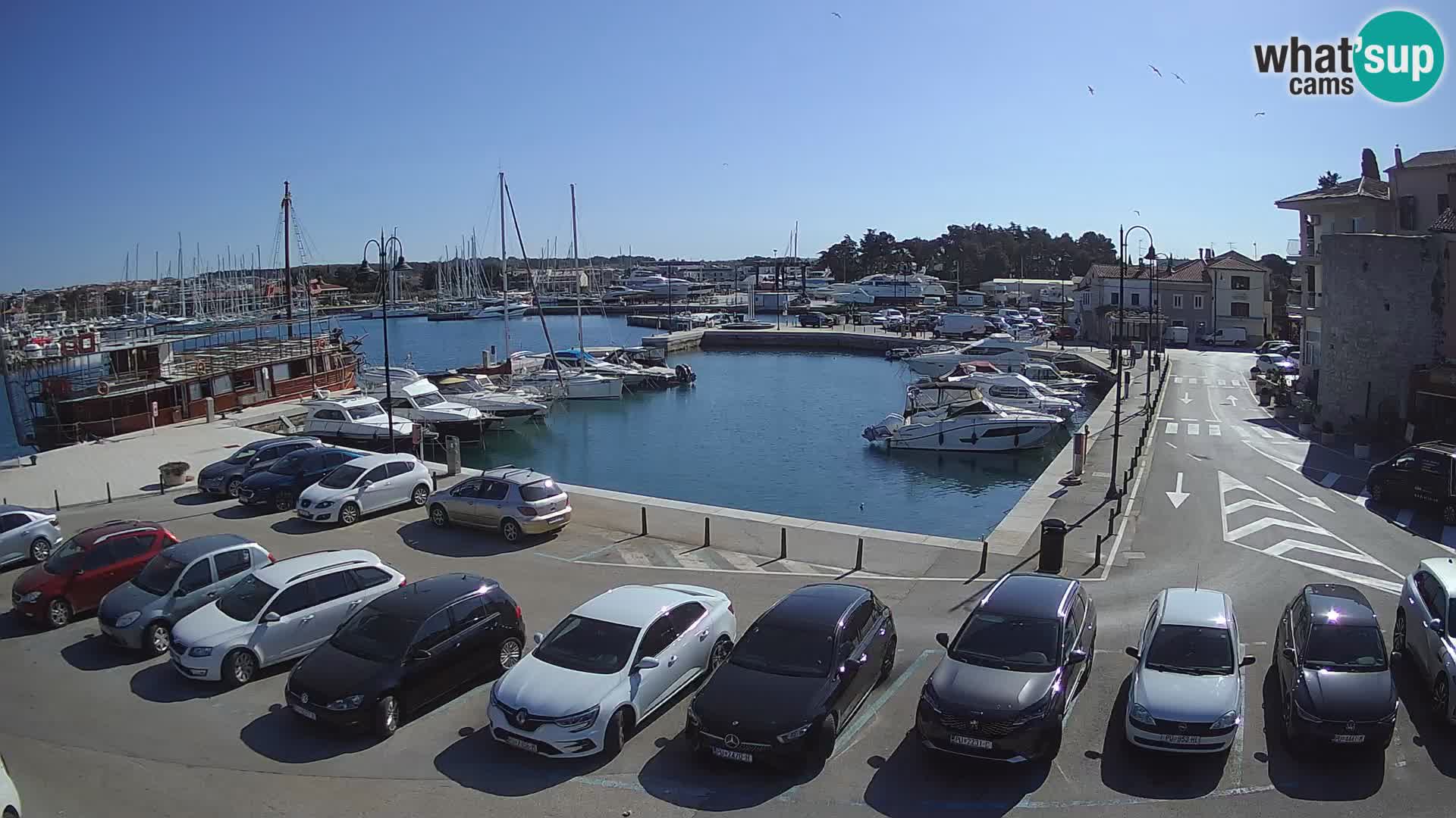 Novigrad | Porporela marina