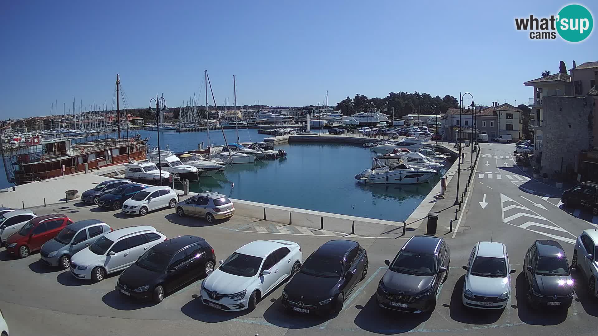 Novigrad | Porporela marina