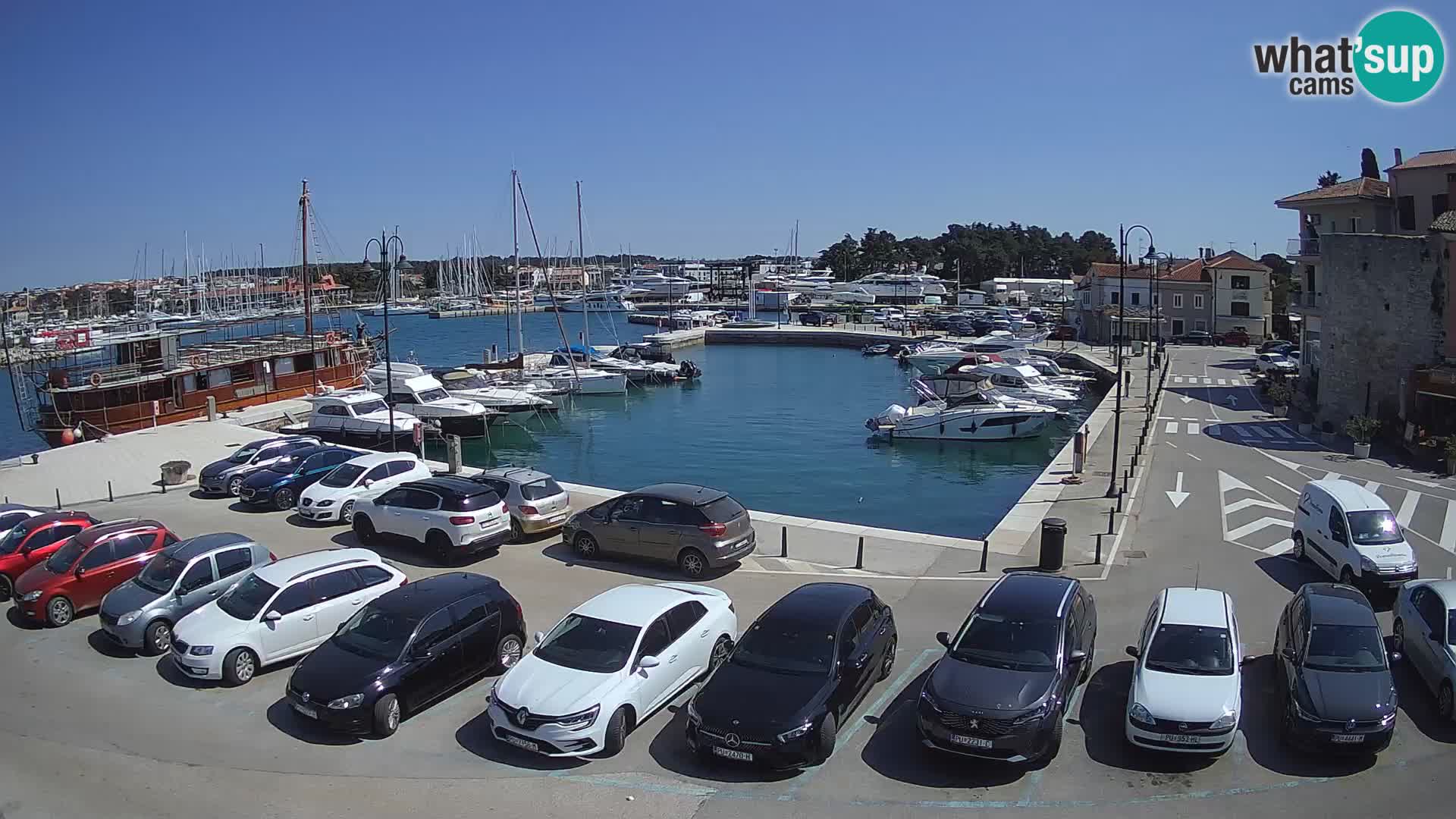 Novigrad | Porporela marina