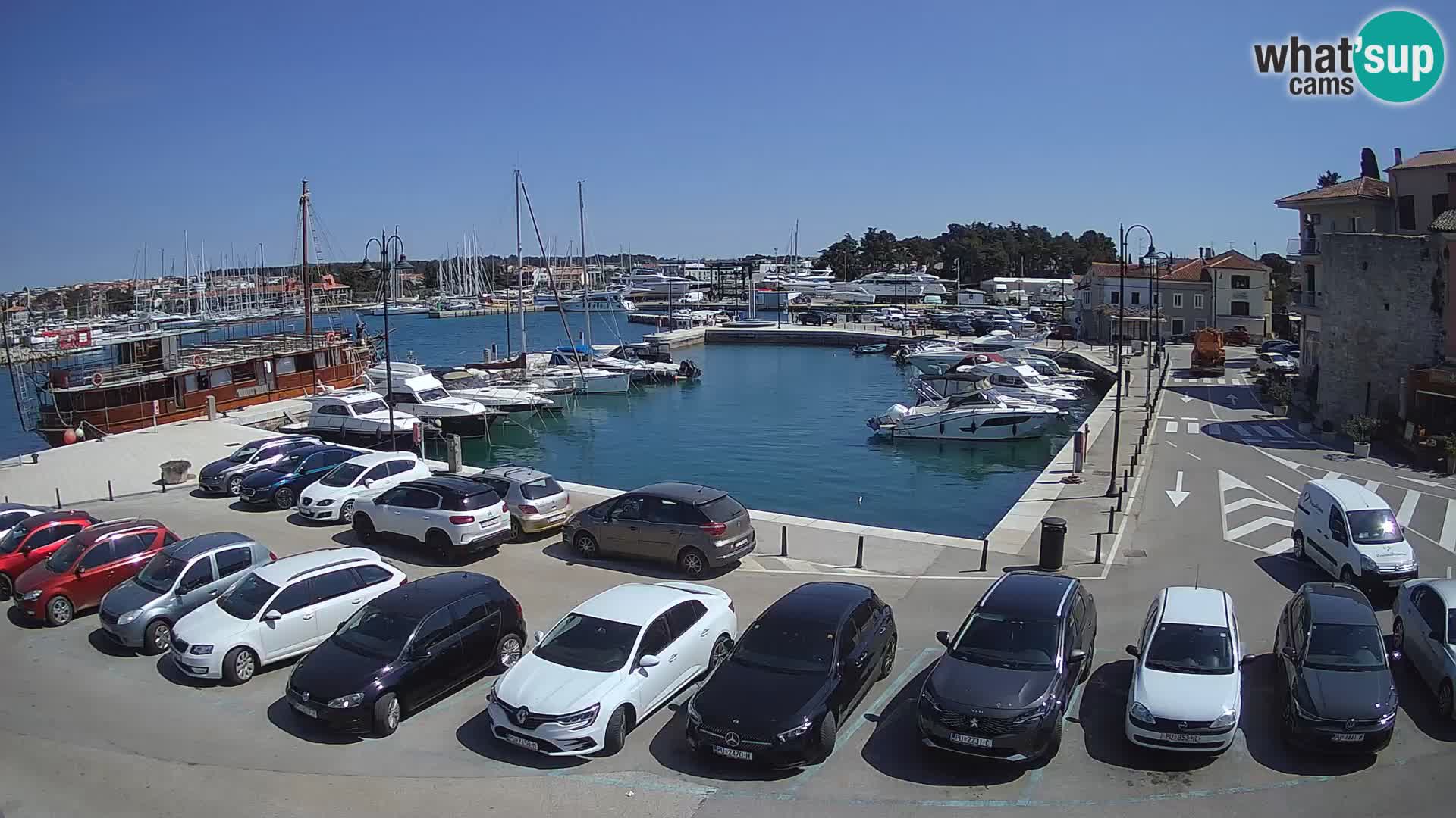 Novigrad | Porporela marina