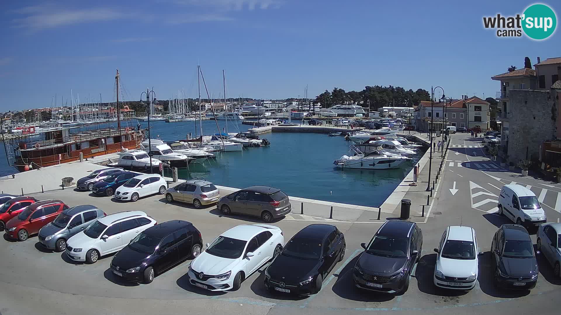 Novigrad | Porporela marina