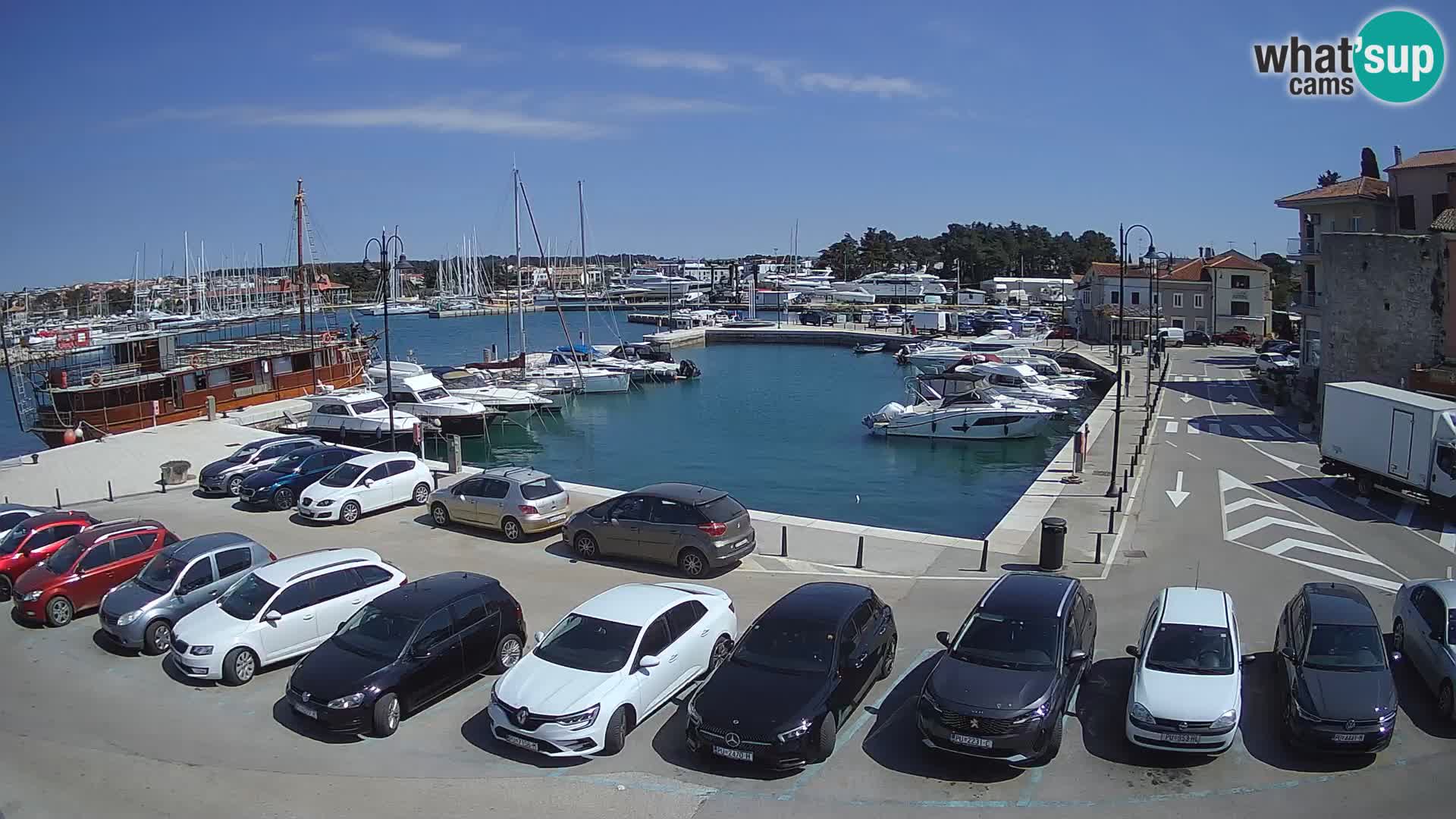 Novigrad | Porporela marina