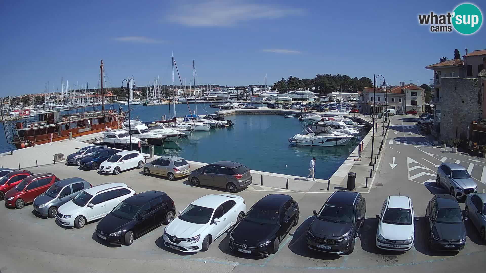 Novigrad | Porporela marina