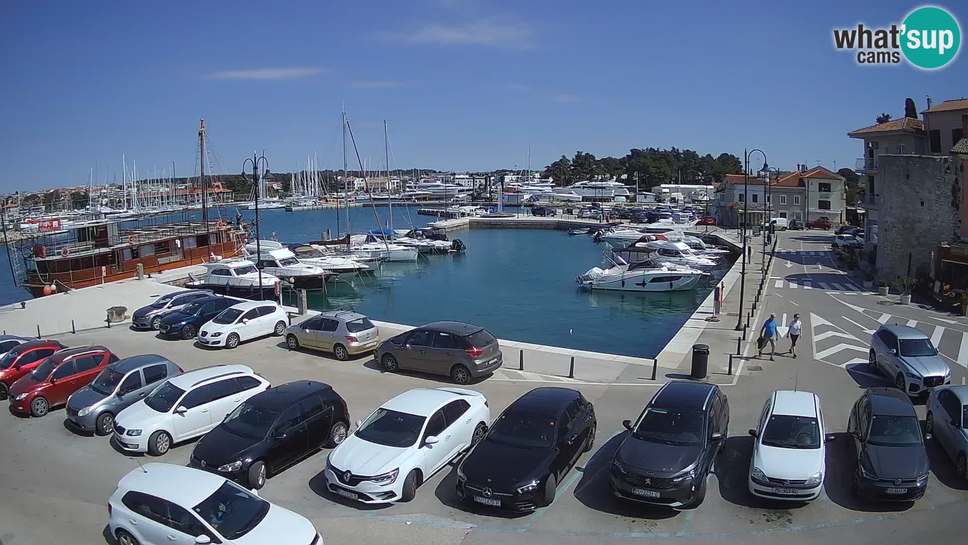 Novigrad | Porporela marina