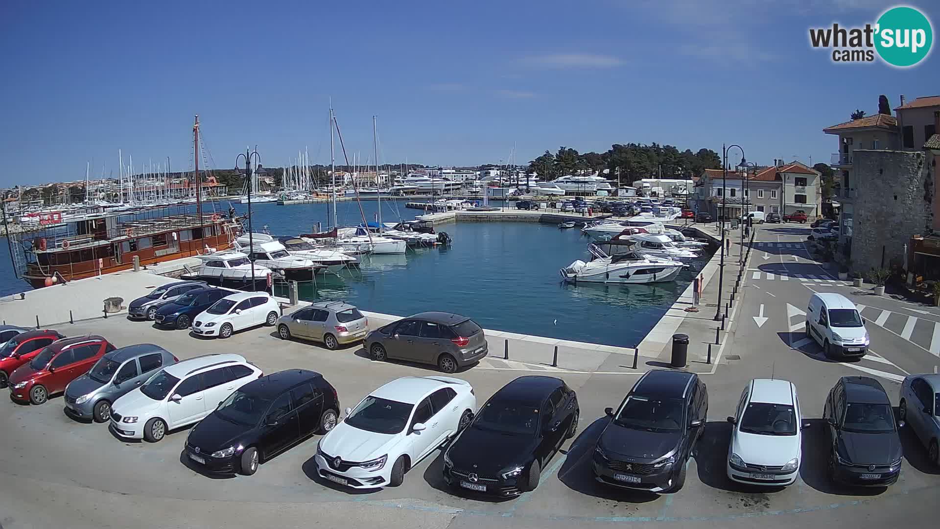 Novigrad | Porporela marina