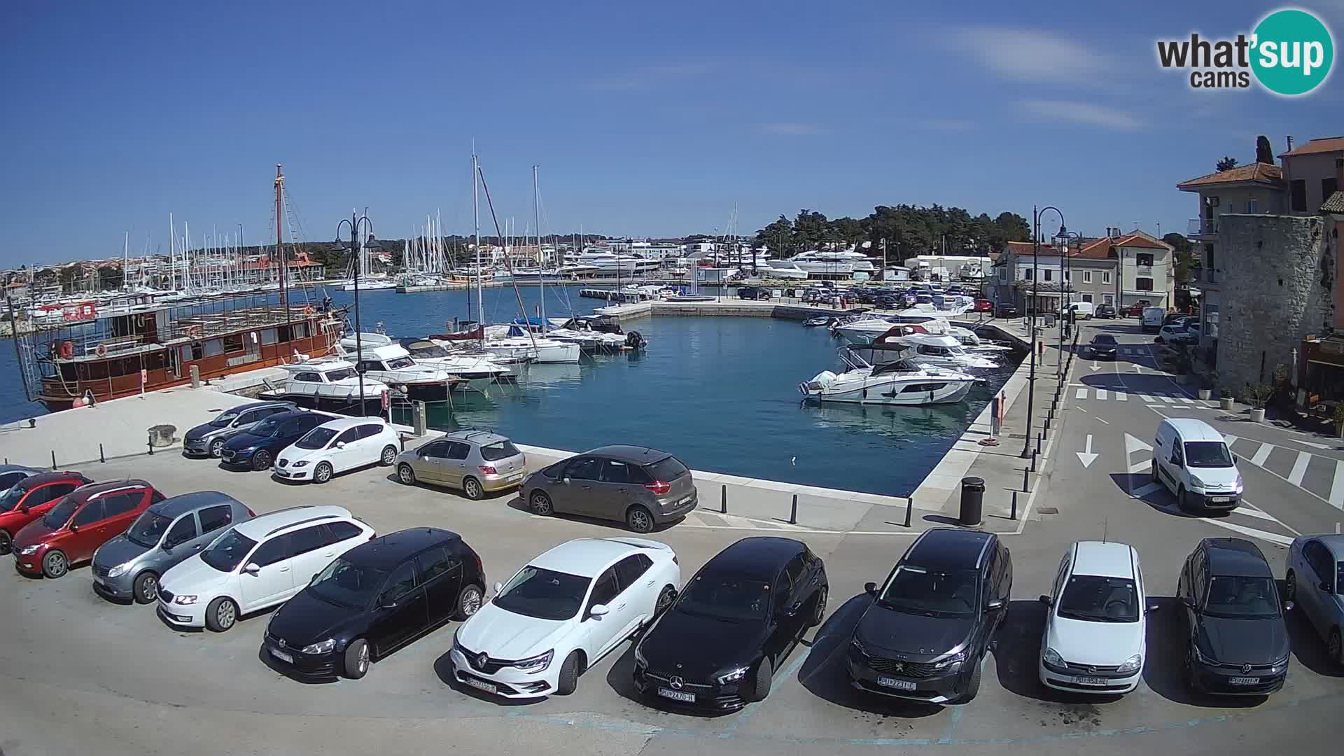 Novigrad | Porporela marina