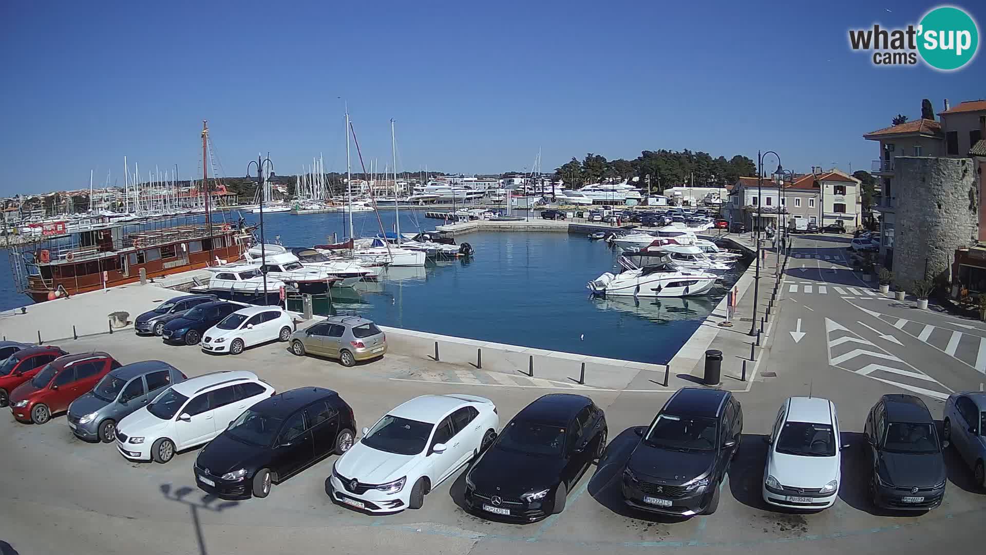 Novigrad | Porporela marina