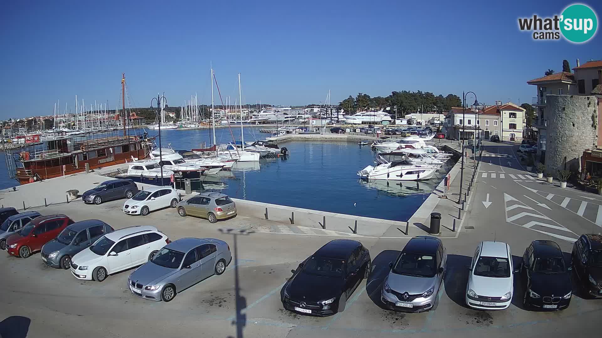 Novigrad | Porporela marina