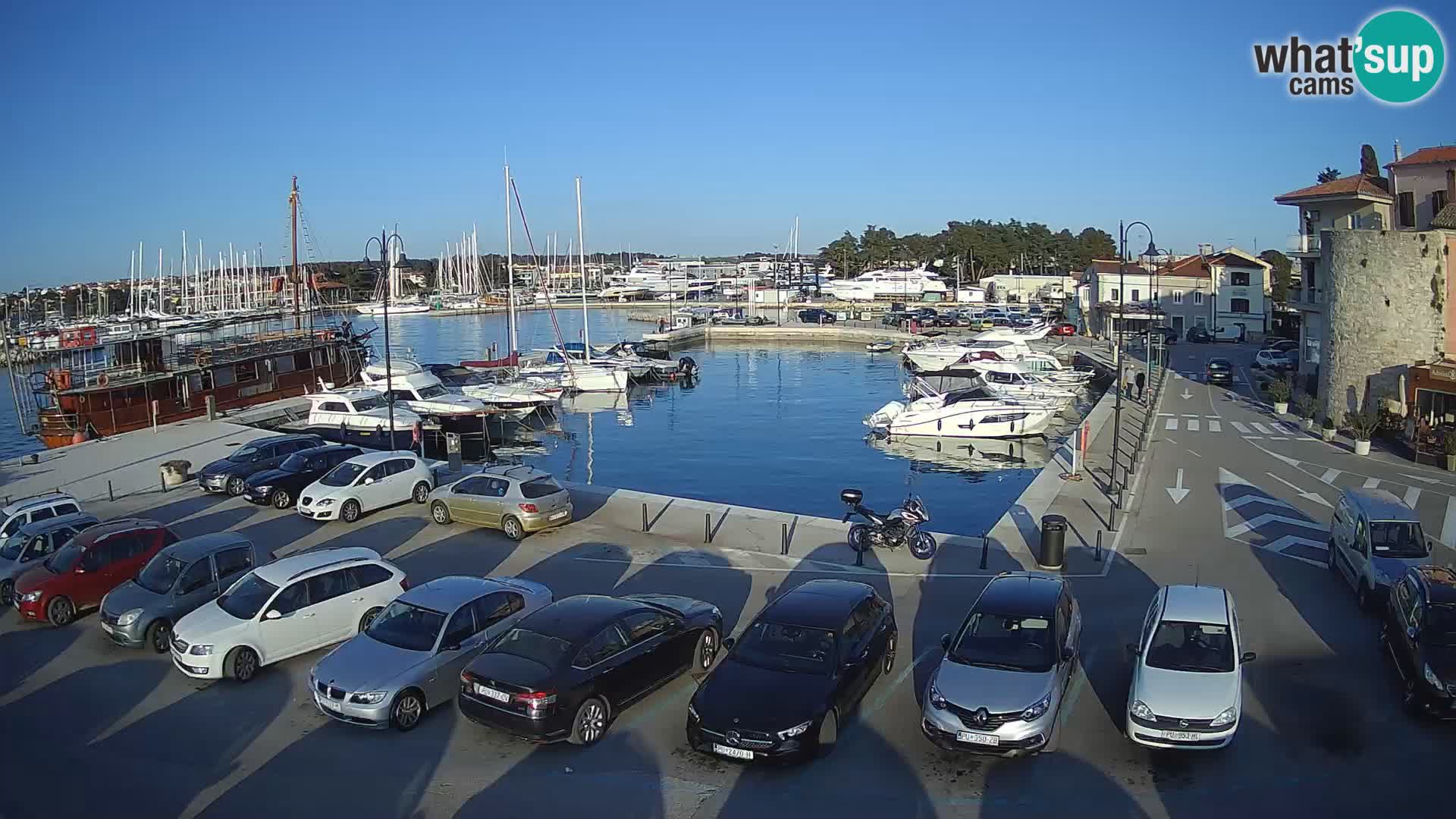 Novigrad | Porporela marina