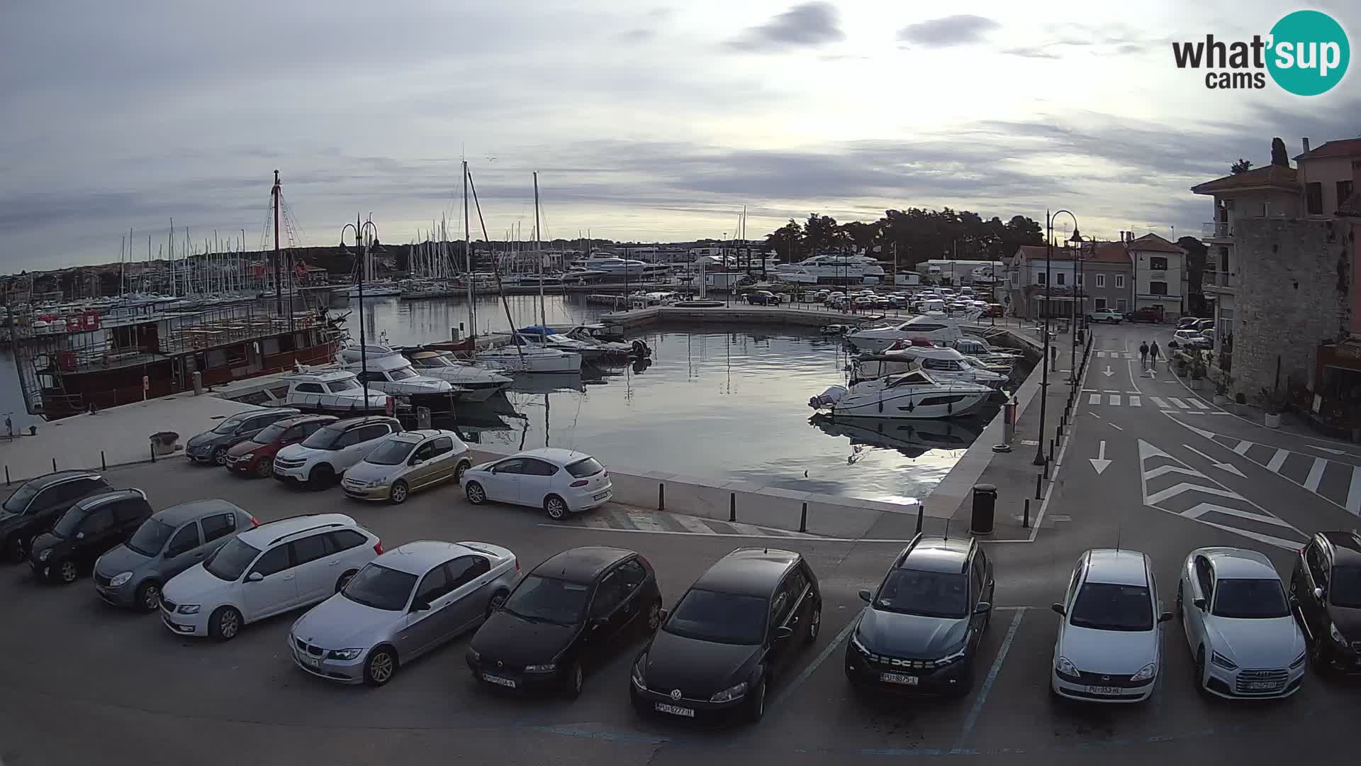 Novigrad | Porporela marina