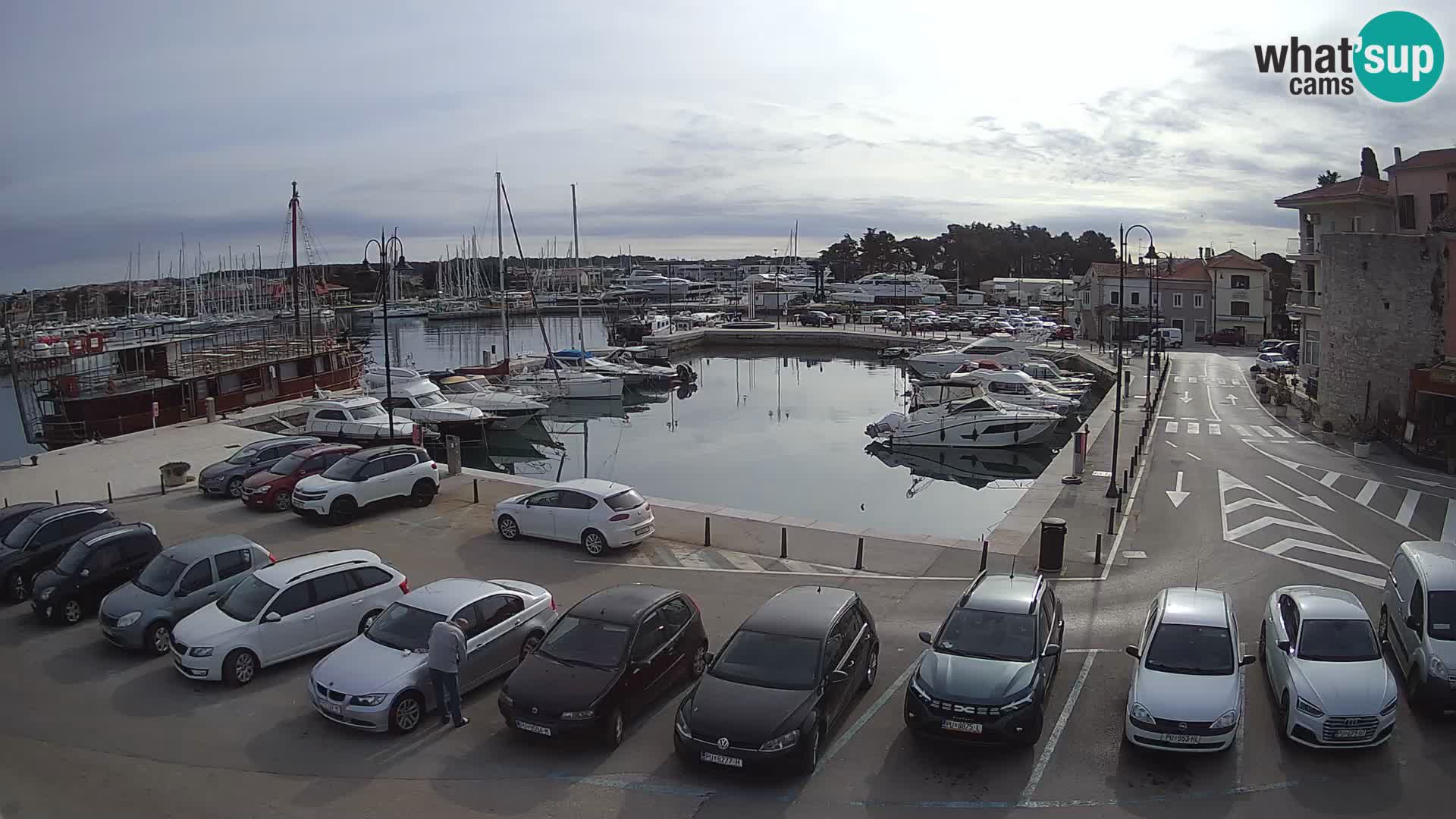 Novigrad | Porporela marina