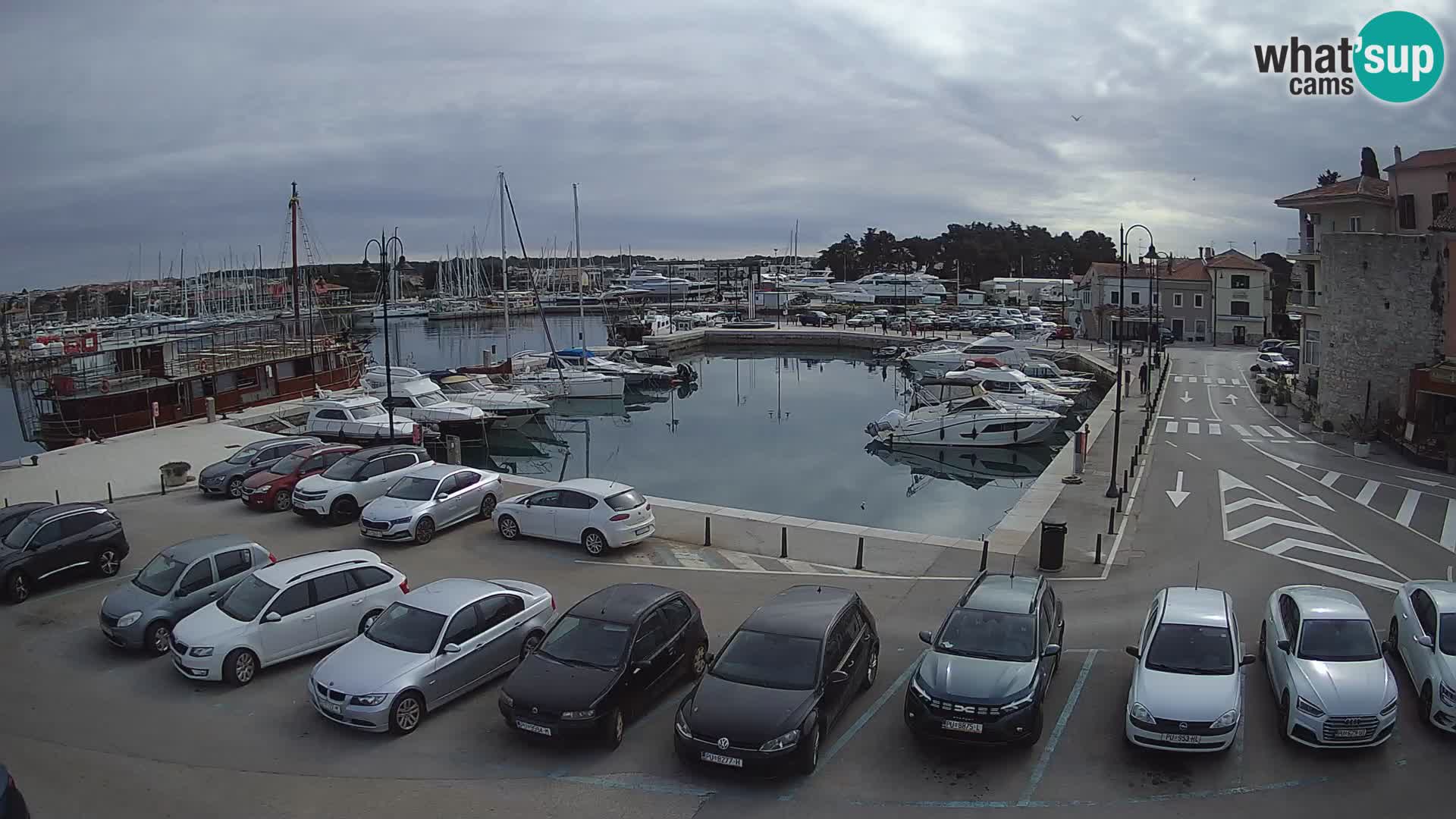 Novigrad | Porporela marina
