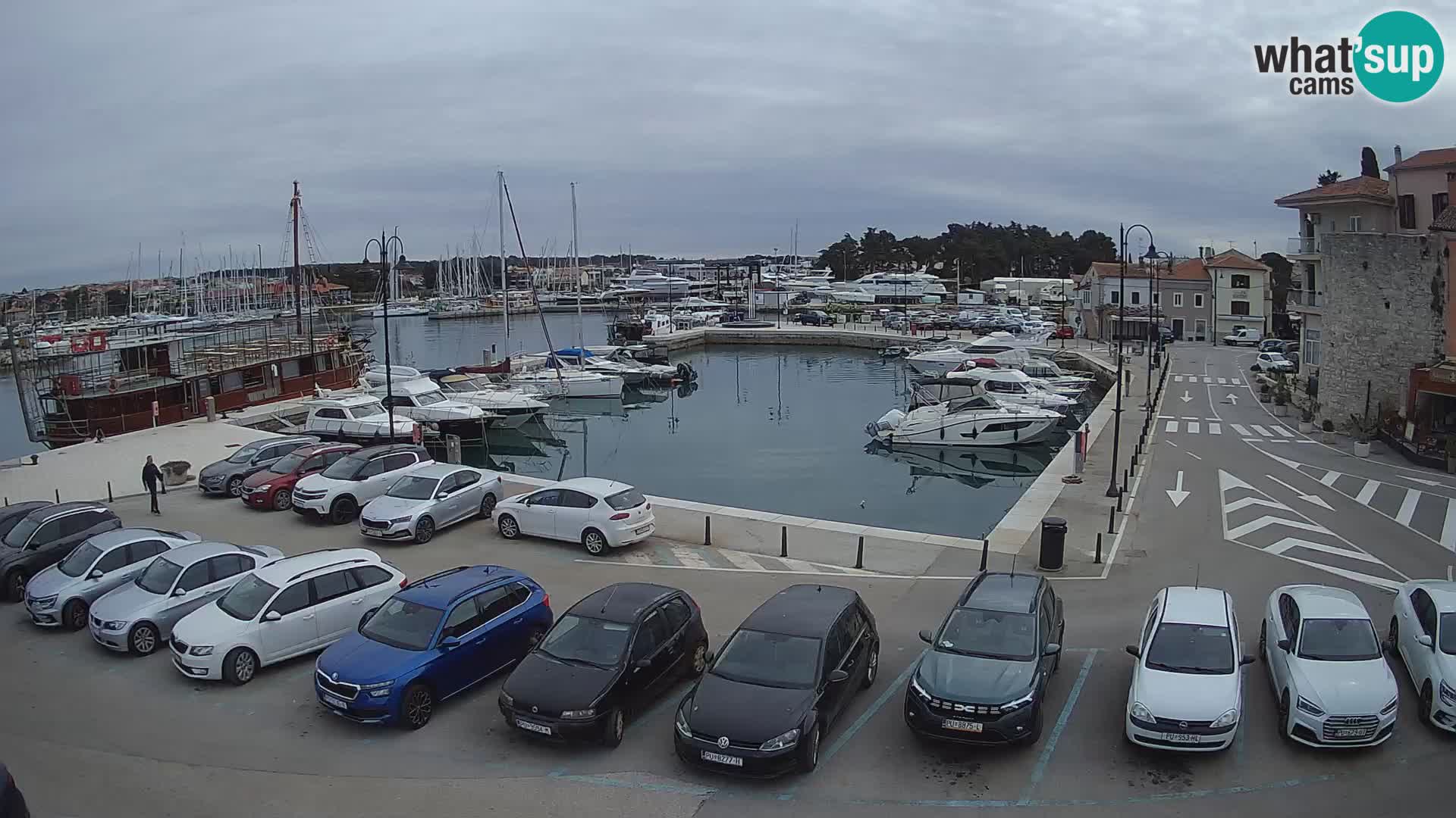 Novigrad | Porporela marina