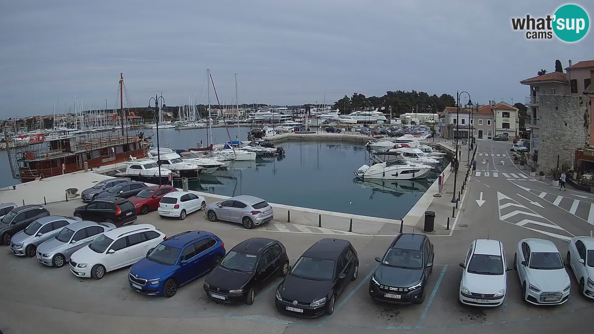 Novigrad | Porporela marina