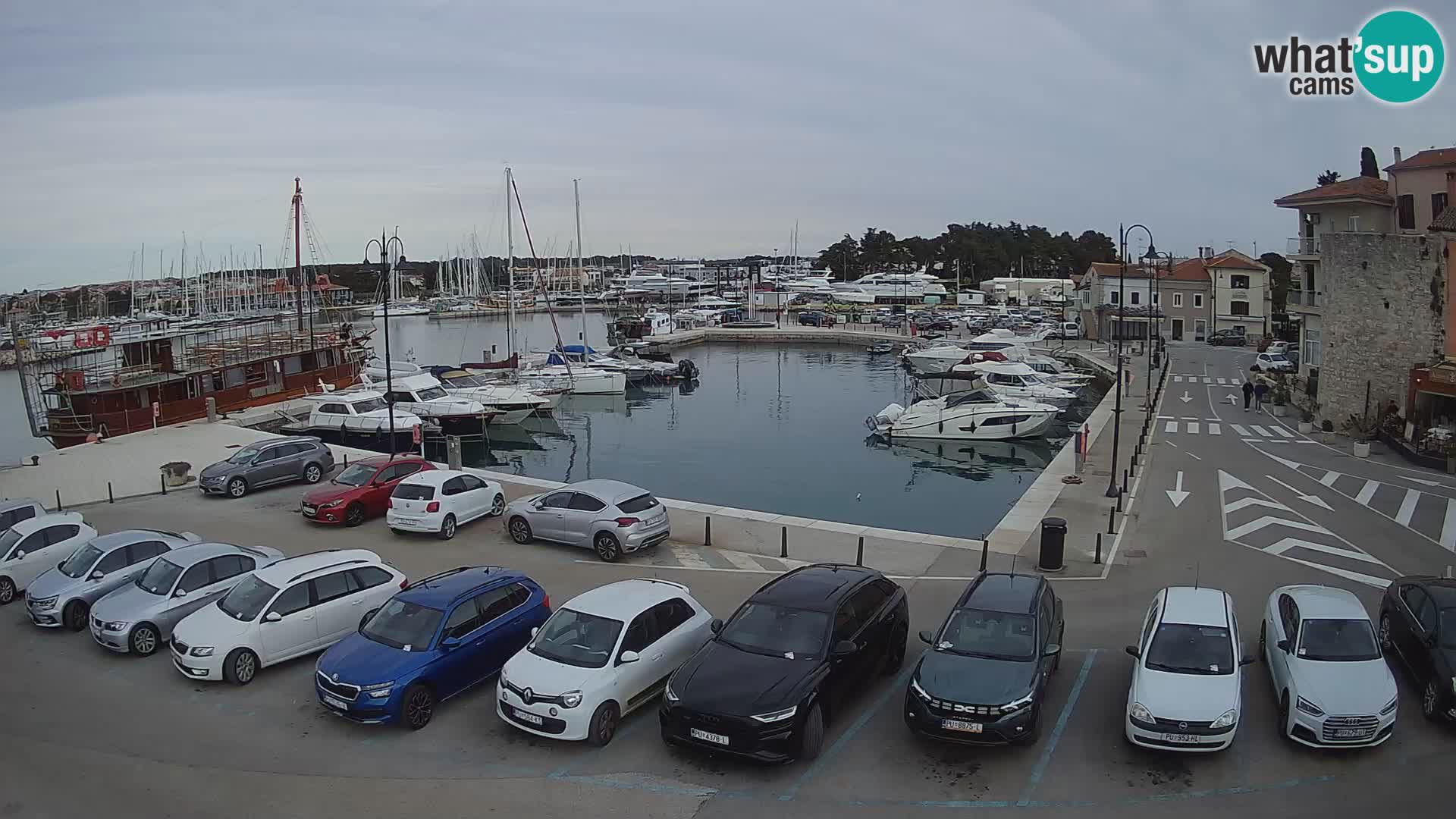 Novigrad | Porporela marina