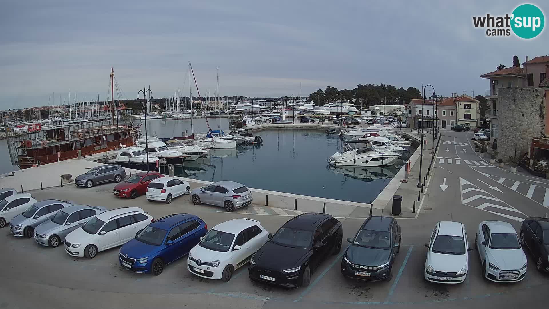 Novigrad | Porporela marina